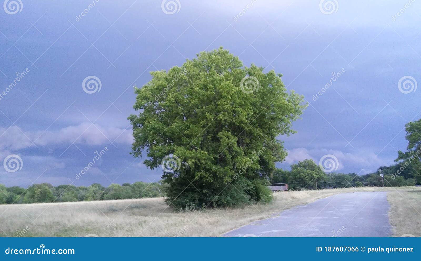 a green tree in the middle of the praire
