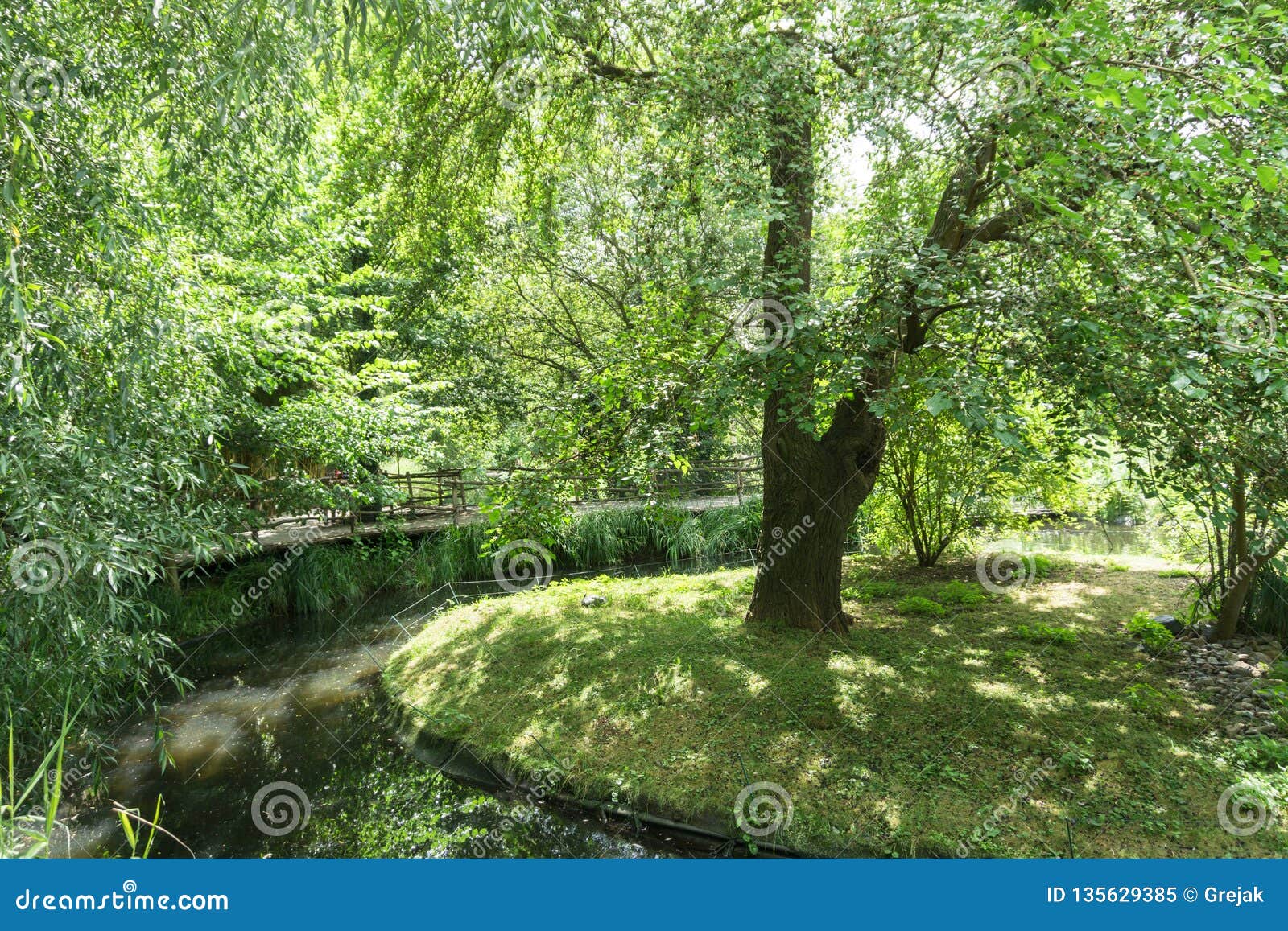 Green Tree in the Middle of the River in the Park Stock Image Image