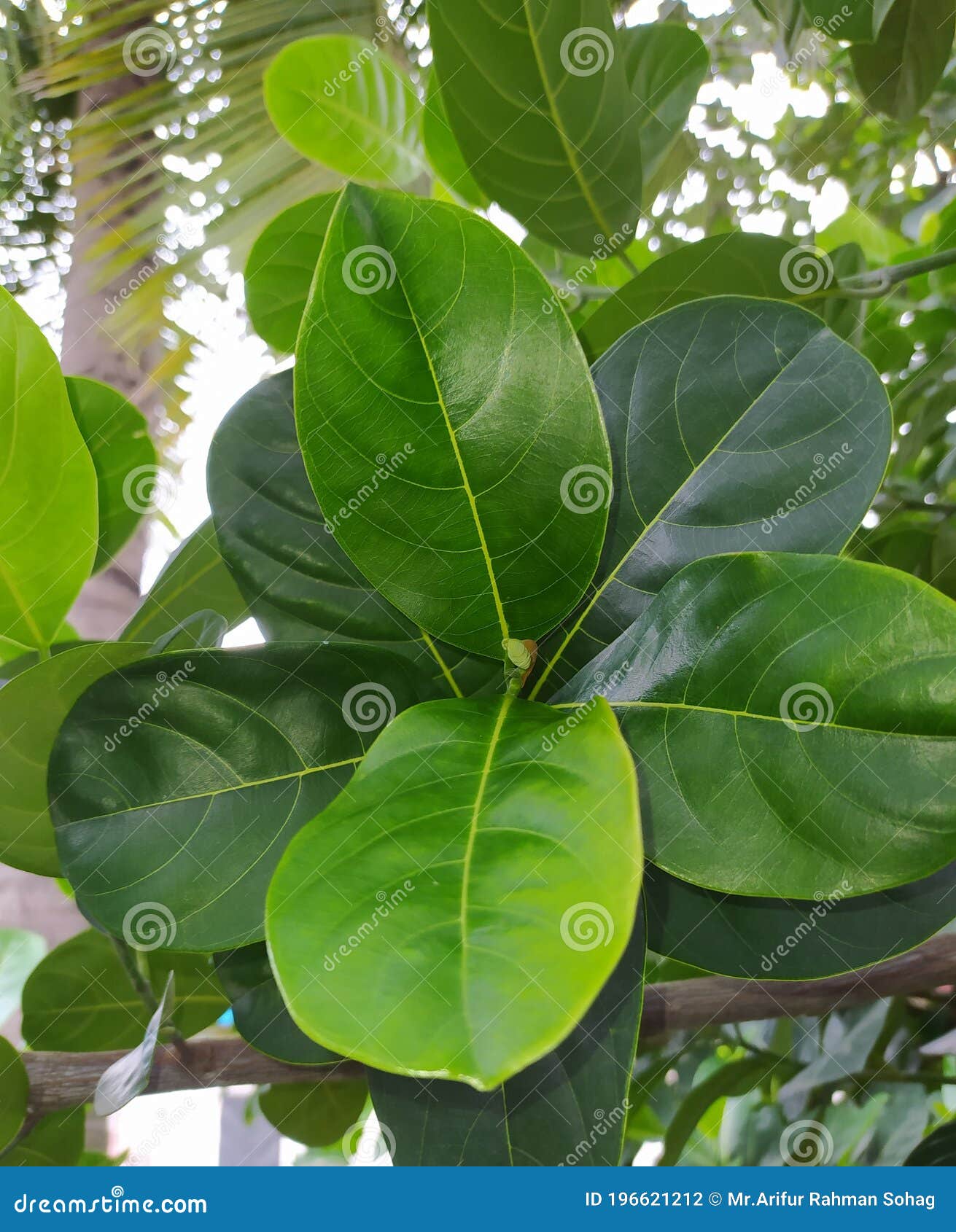 Green Tree Nature Jackfruit Tree Leaf Stock Photo Image of green