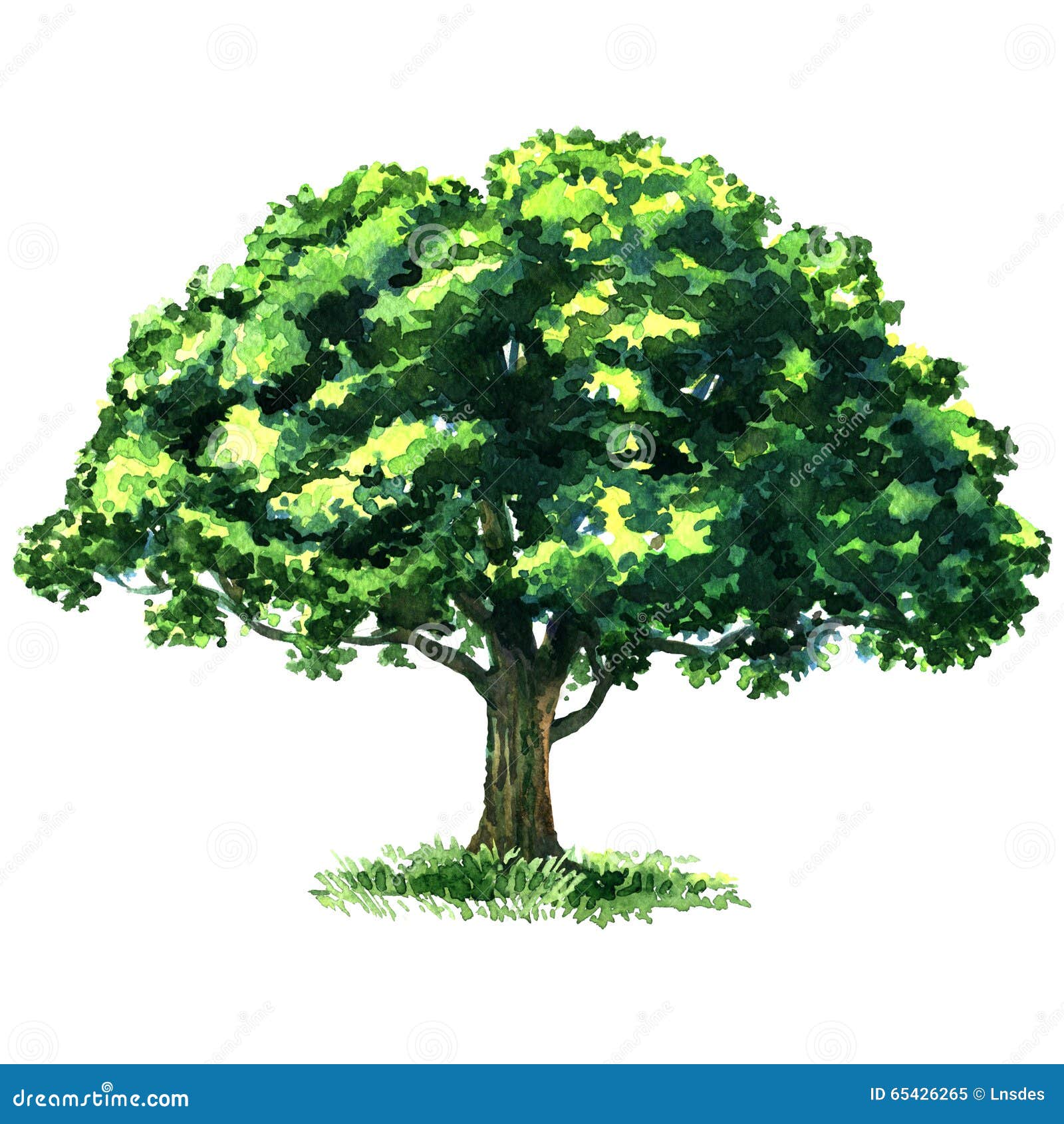 Green Tree Oak Isolated On White Background Stock Illustration Illustration Of Foliage Large Green Tree Oak Isolated On White Background Stock Illustration Illustration Of Foliage Large