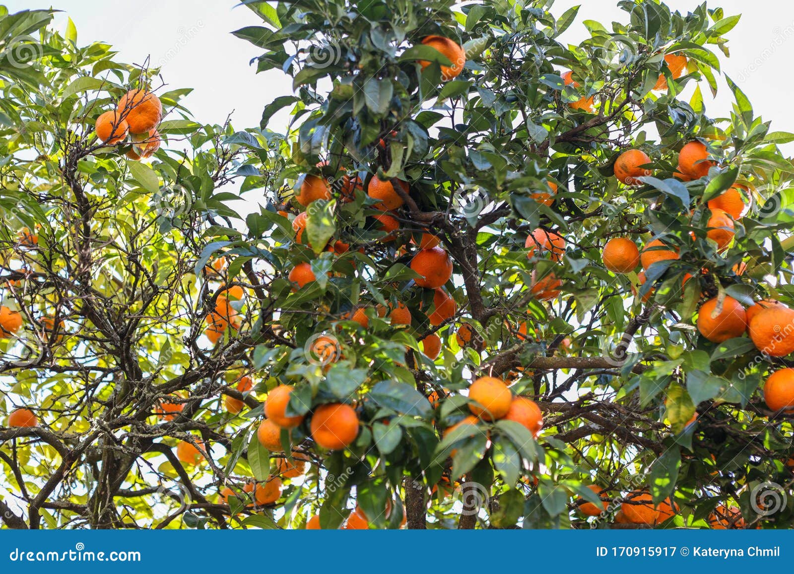 green tree with oranges in an orange grove in the garden