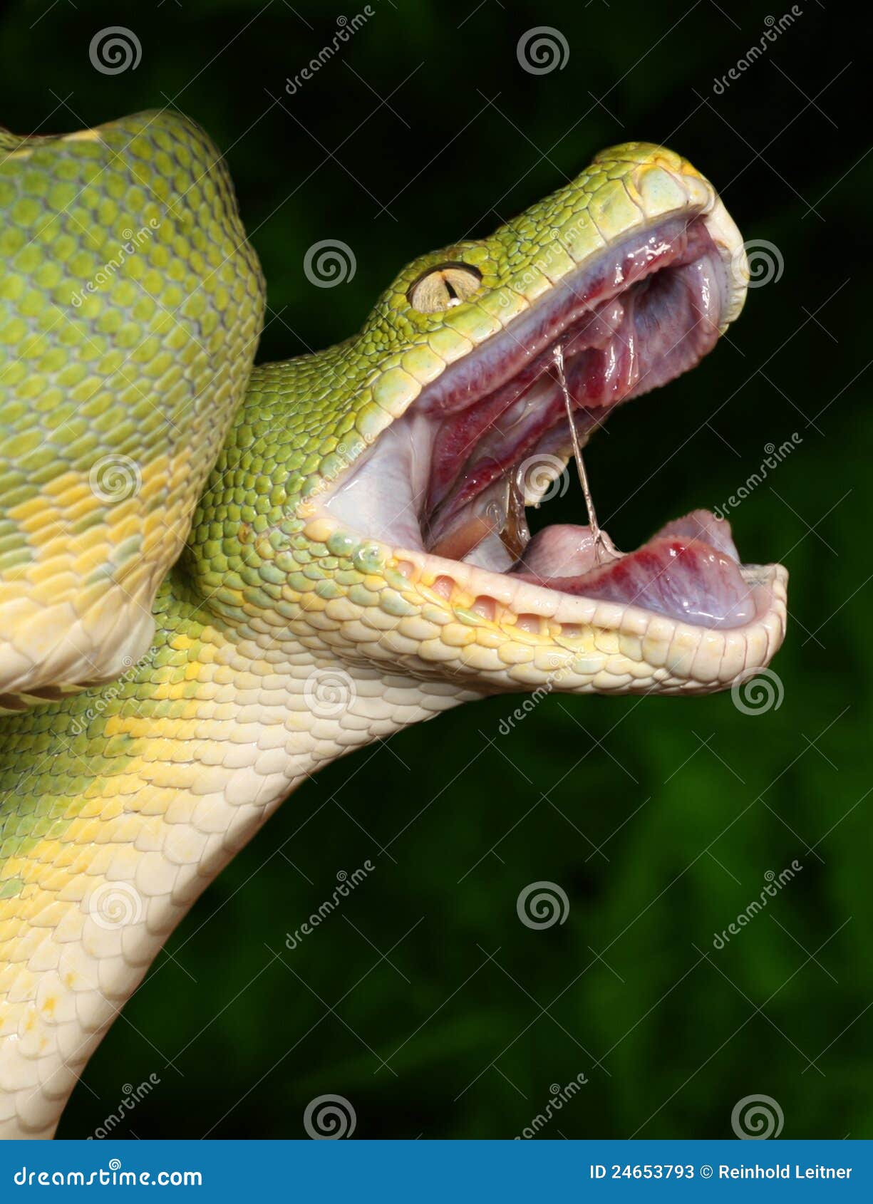 Green tree python stock image. Image of forest, space ...