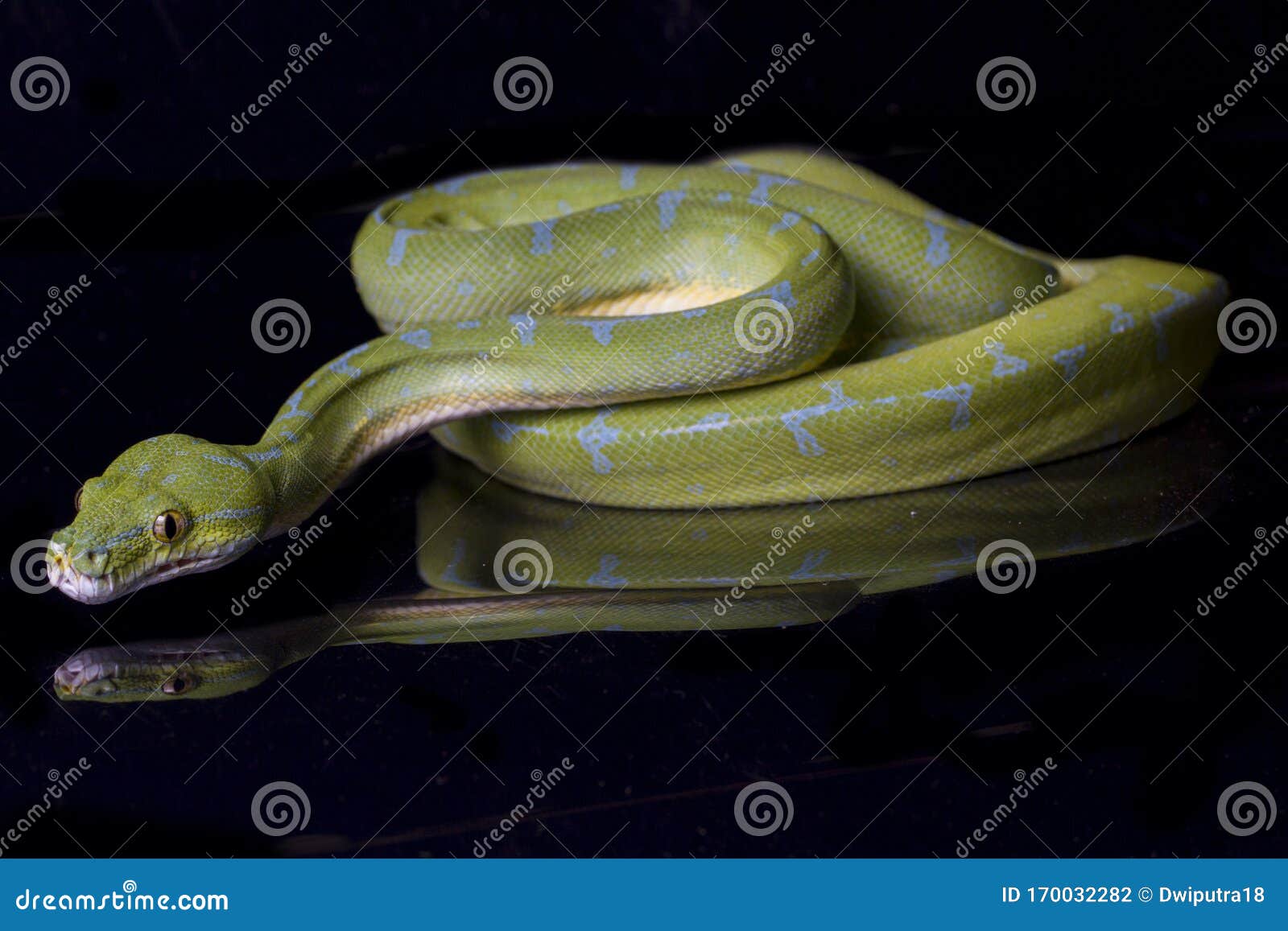 Green Tree Python Morelia Viridis Sorong Locality Isolated on Black