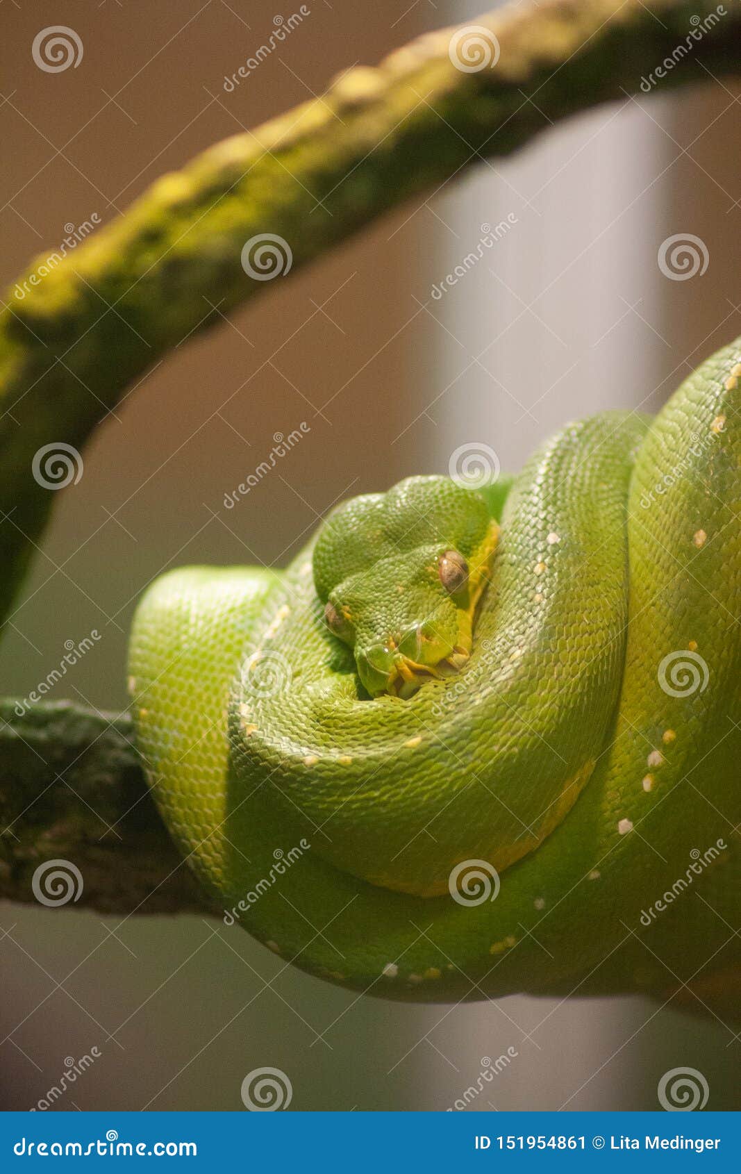 green tree python at reid park zoo