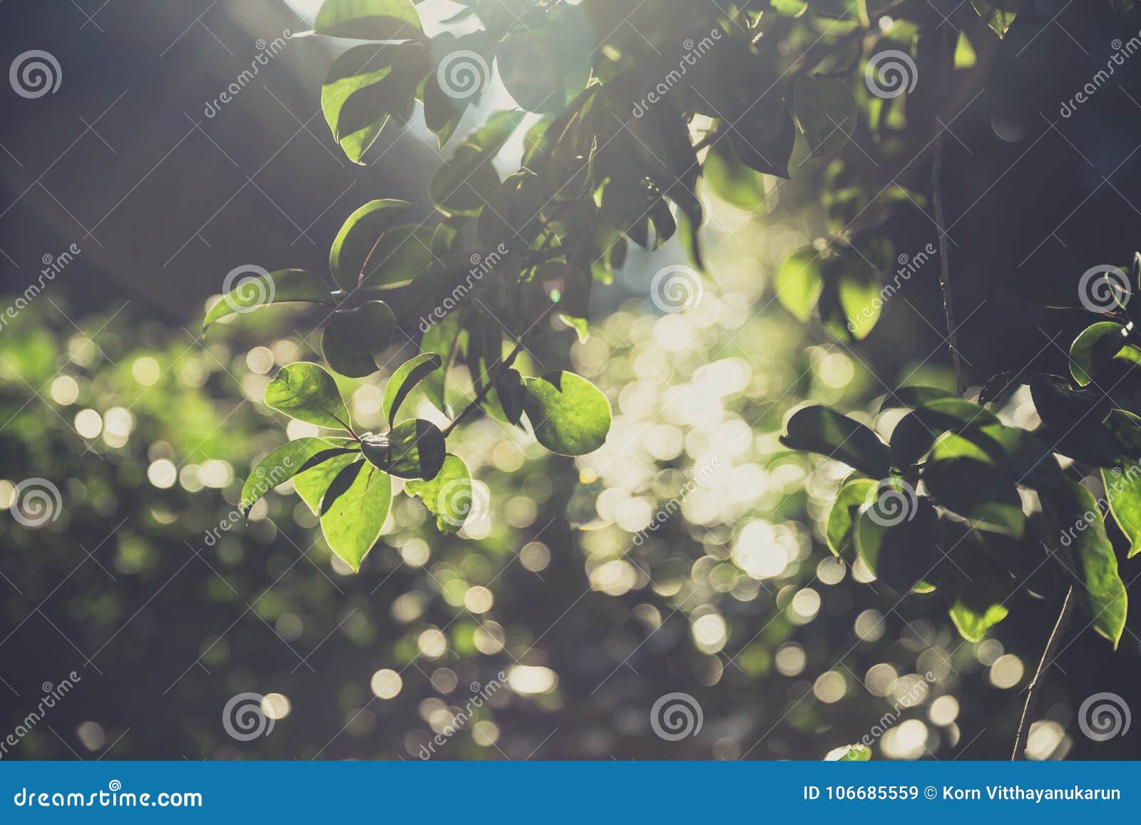 Green Tree Vintage Soft Light Stock Image - Image of light, bright ...