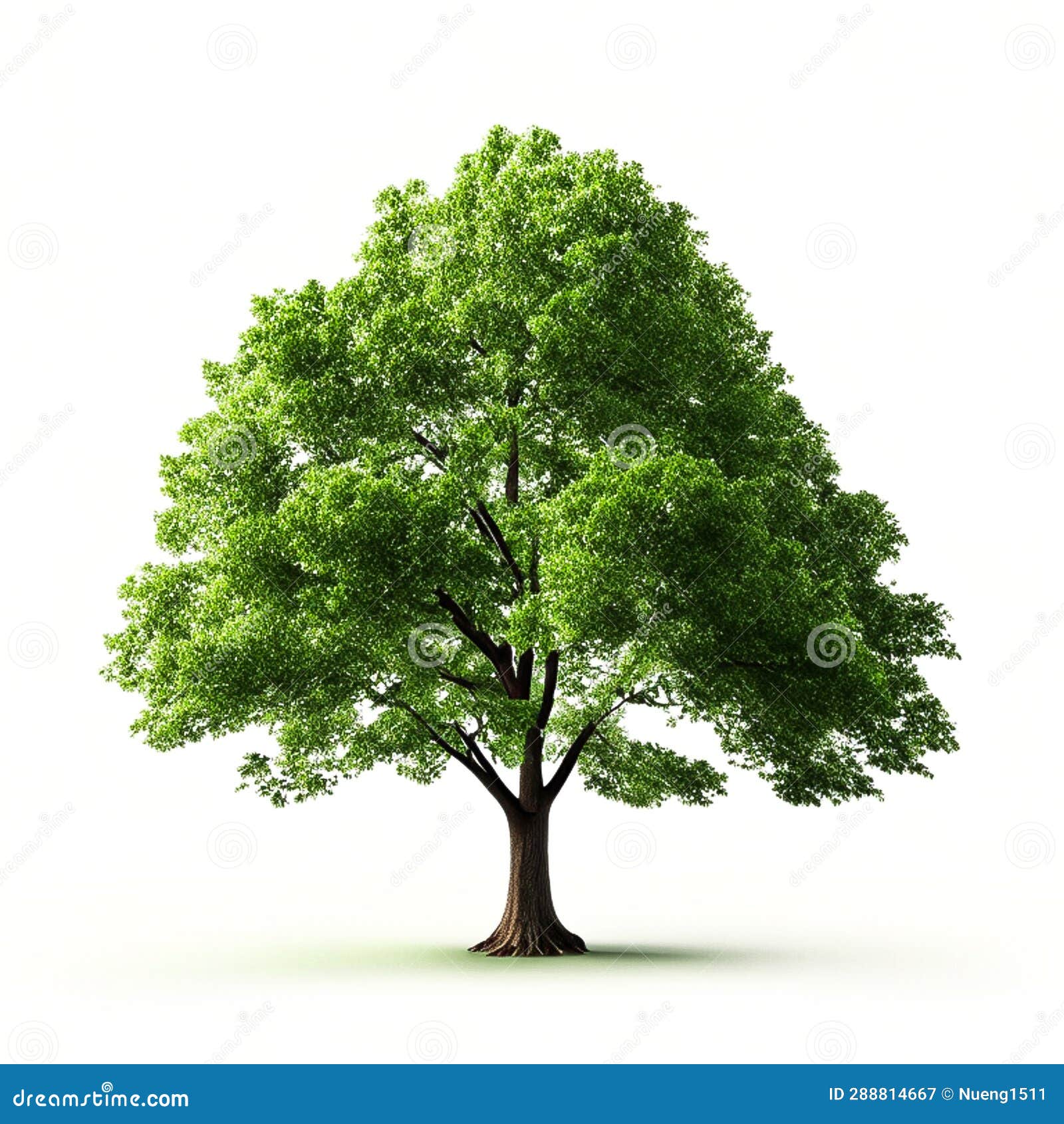Green Tree on White Background Stock Image Image of trees, plantation