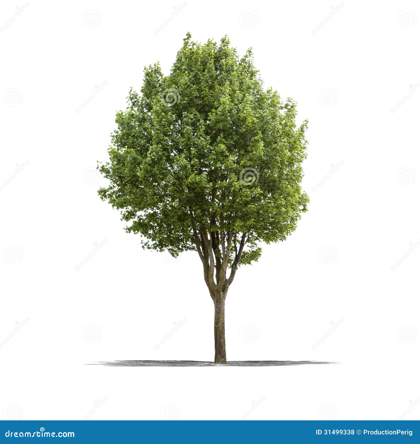 Green Tree on a White Background Stock Photo - Image of lonely, forest:  31499338