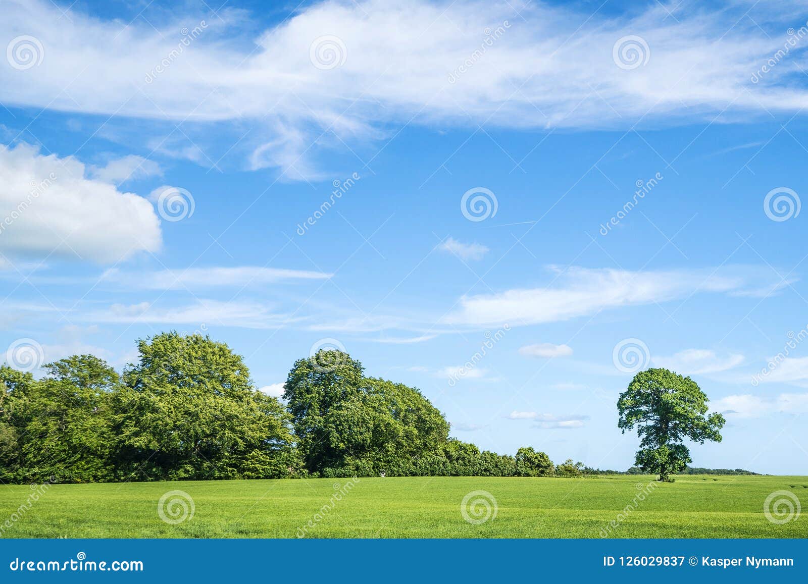Green Trees and Blue Sky in the Spring Stock Image Image of growth