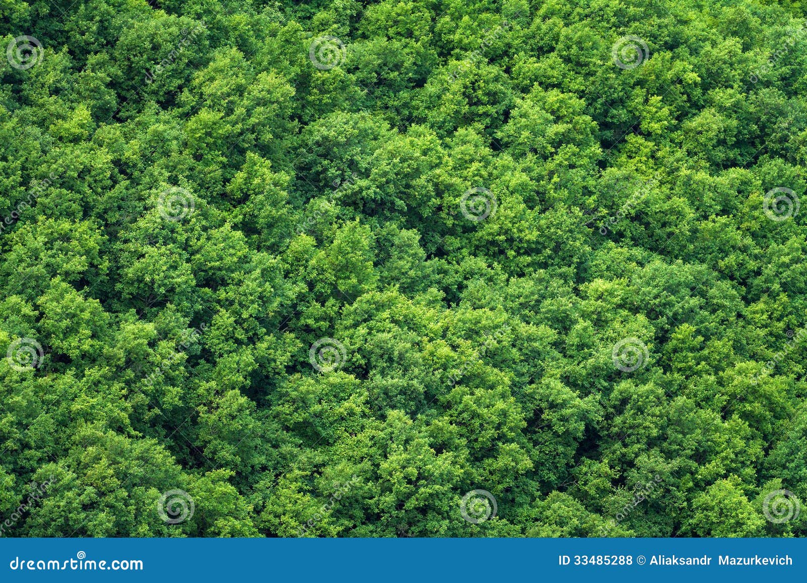 Rừng cây xanh: Hãy nhìn vào hình ảnh này, chúng ta sẽ cảm thấy rất gần gũi, đắm mình trong không gian rừng cây xanh tươi mát, những cảm giác đó sẽ làm cho chúng ta bớt căng thẳng, thư giãn ngay lập tức.