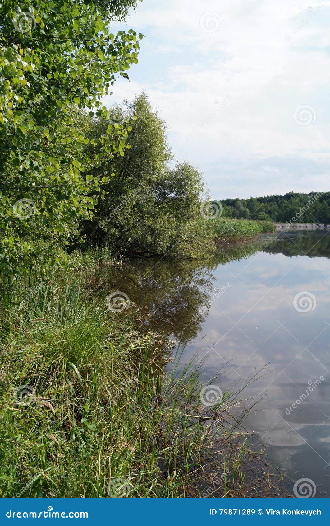 Green trees and high grass on the lake with calm water in which is reflected the blue sky