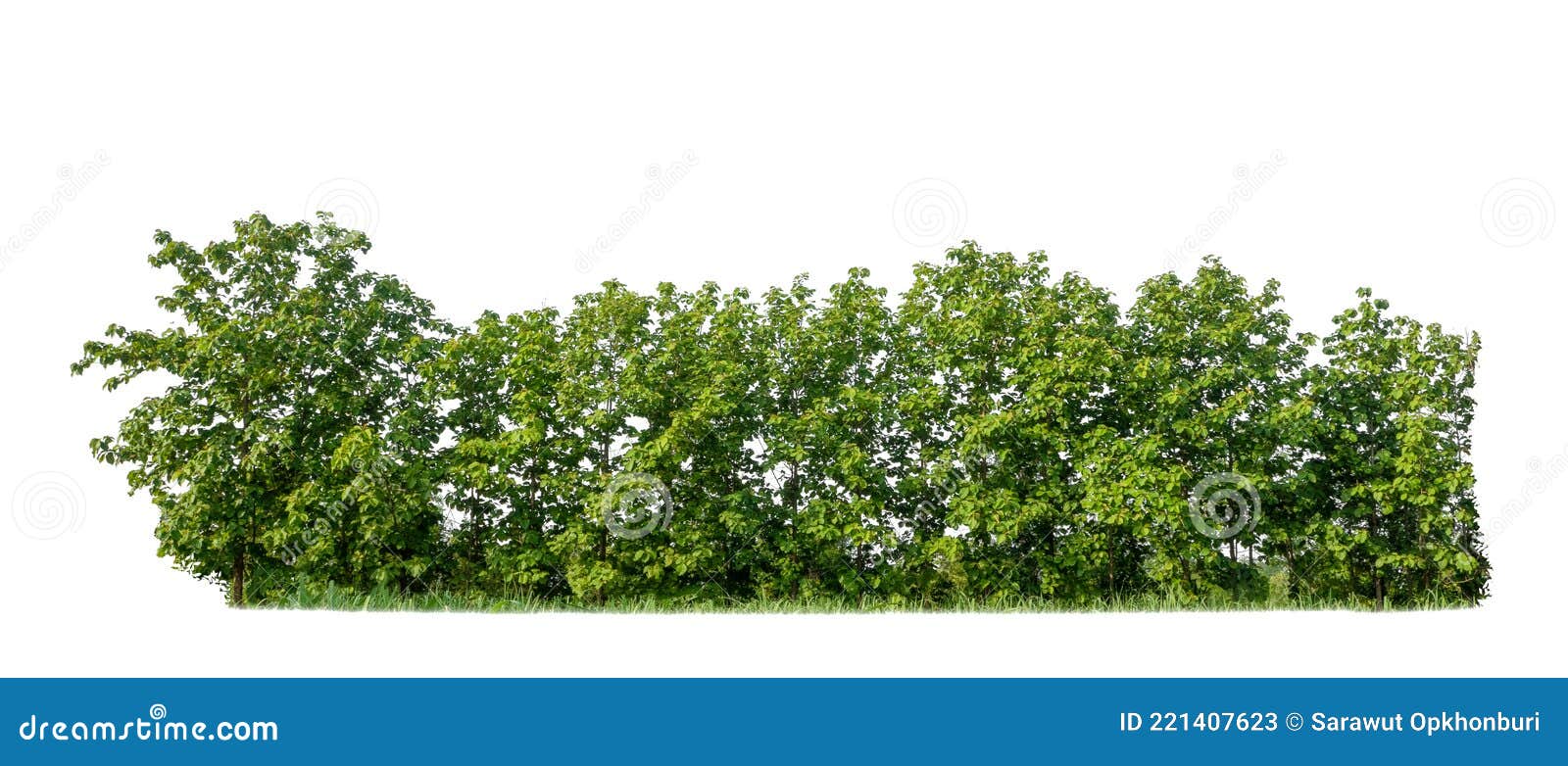 green trees  on a white background. forest and leaves in summer rows of trees and bushes