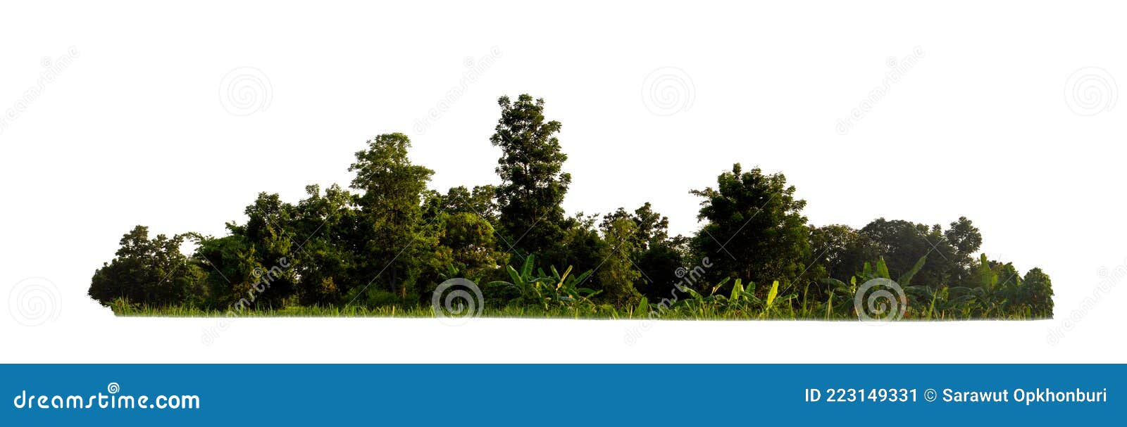 green trees  on white background. forest and leaves in summer rows of trees and bushes