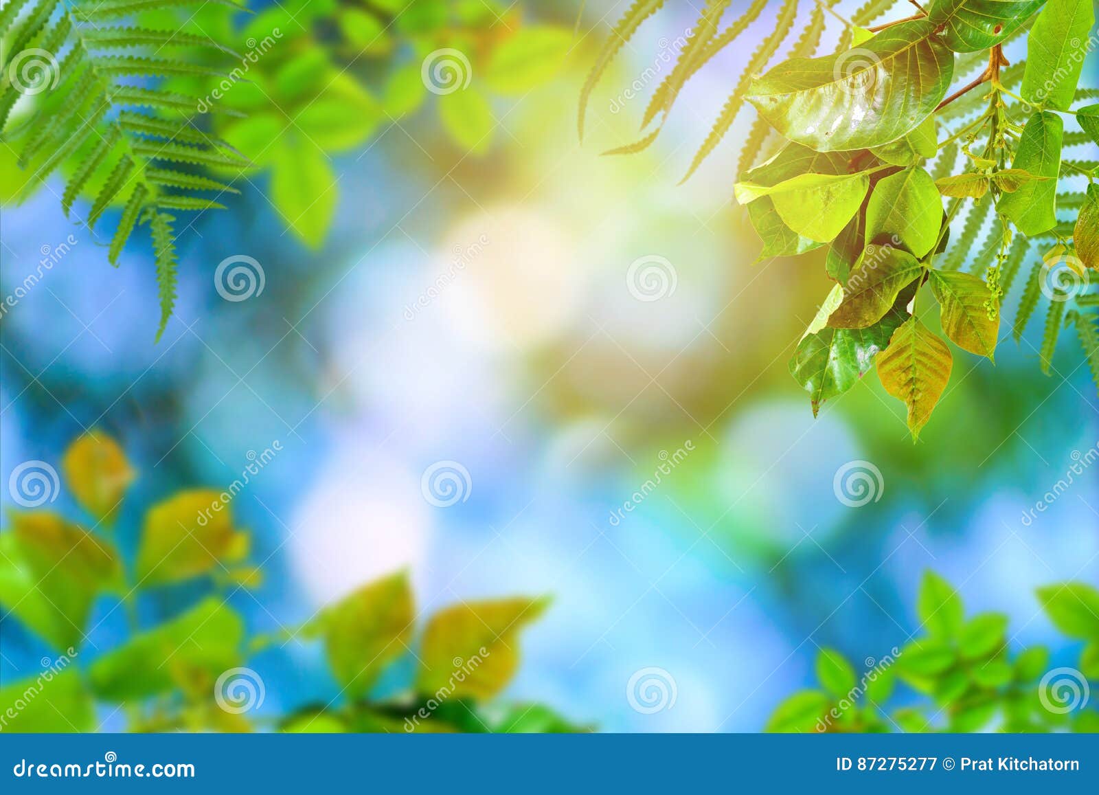 Green Trees and Leaf Greenery Bokeh Stock Image - Image of botany, leaf ...