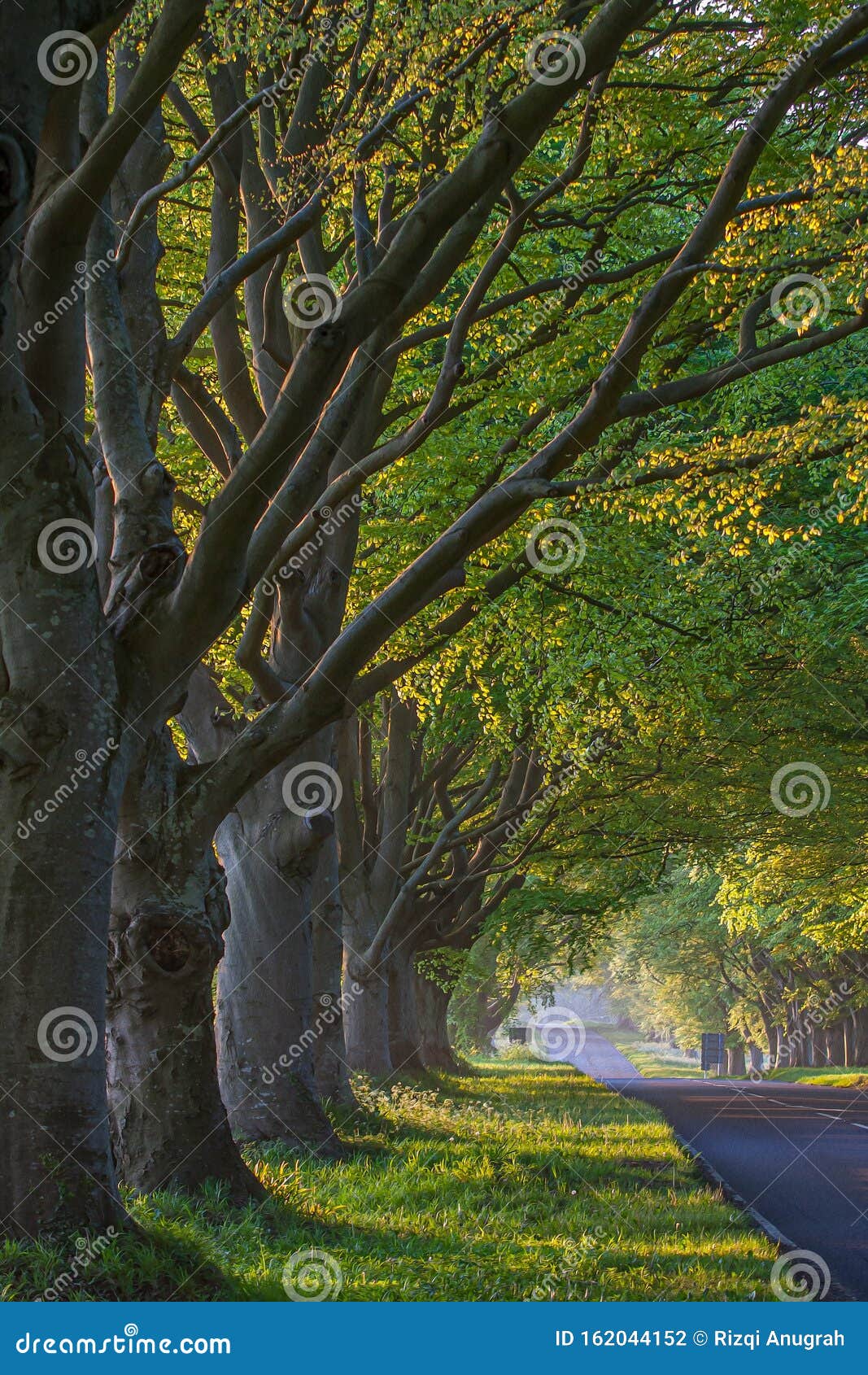 Green trees stock photo. Image of tropic, trees, road - 162044152