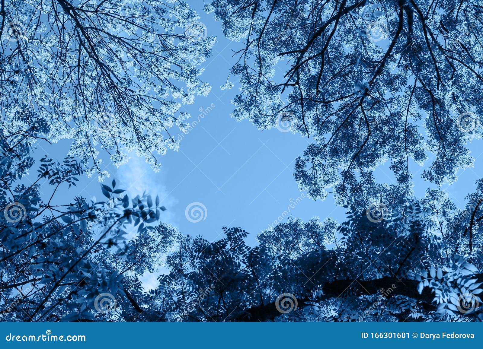 Green Trees Seen from Below in Classic Blue Trendy Color. Background .