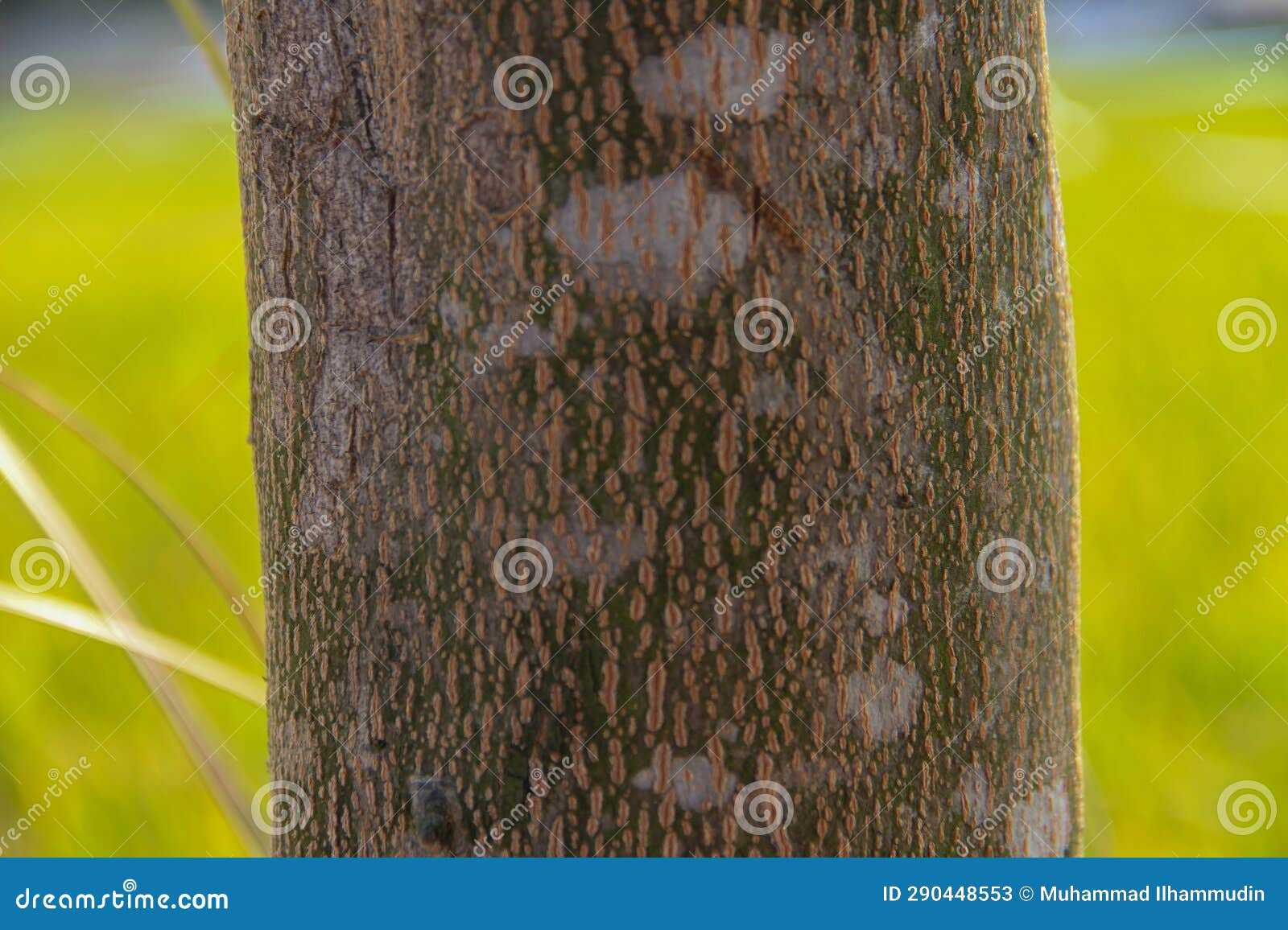 Green Trees with Spots and Some Natural Colors for the Background Stock