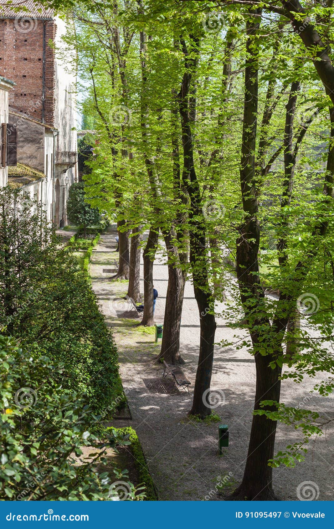 green trees in urban garden in mantua in spring