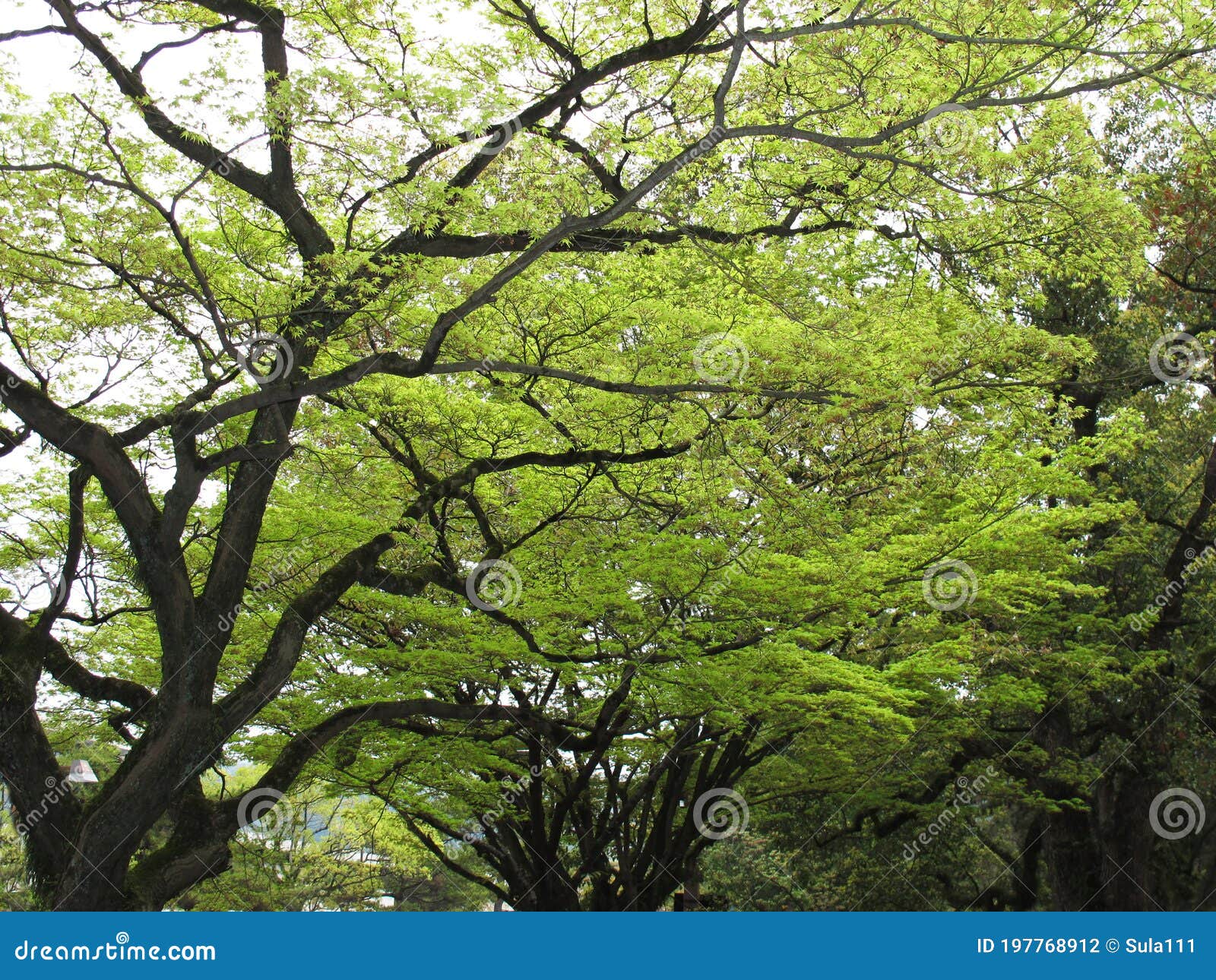 green, green trees. yes a wonder og the trees.