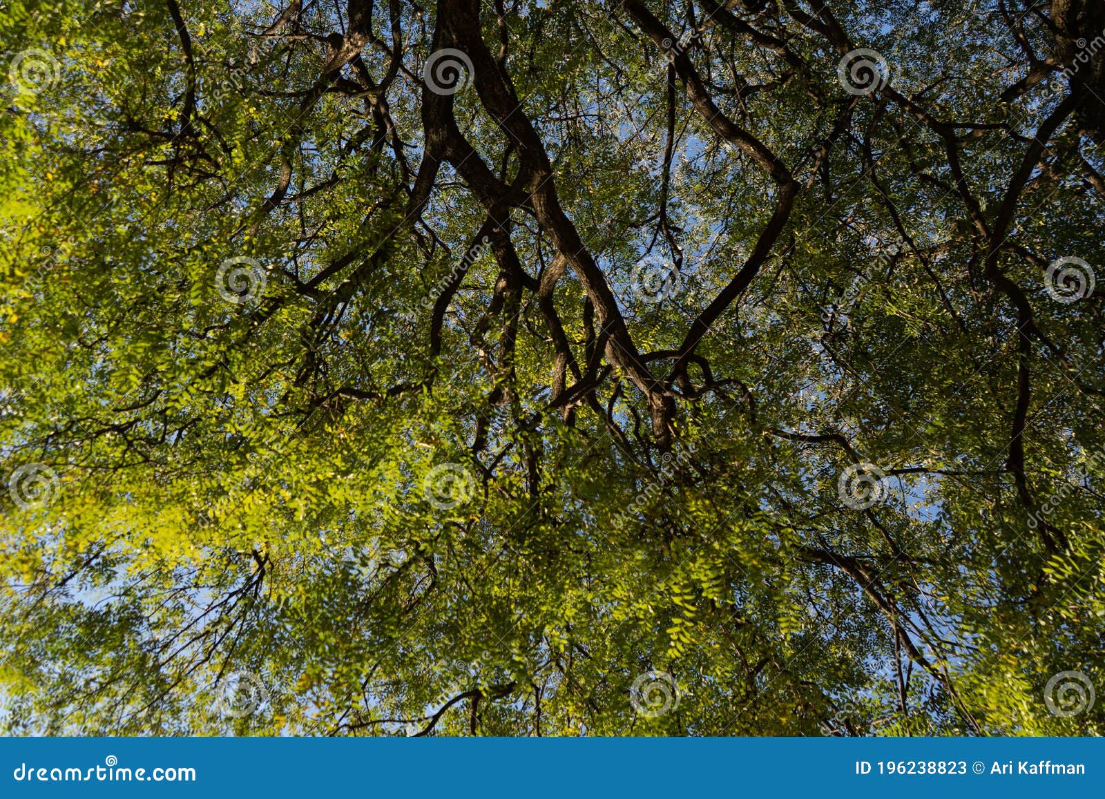 green treetop blue sky in the background