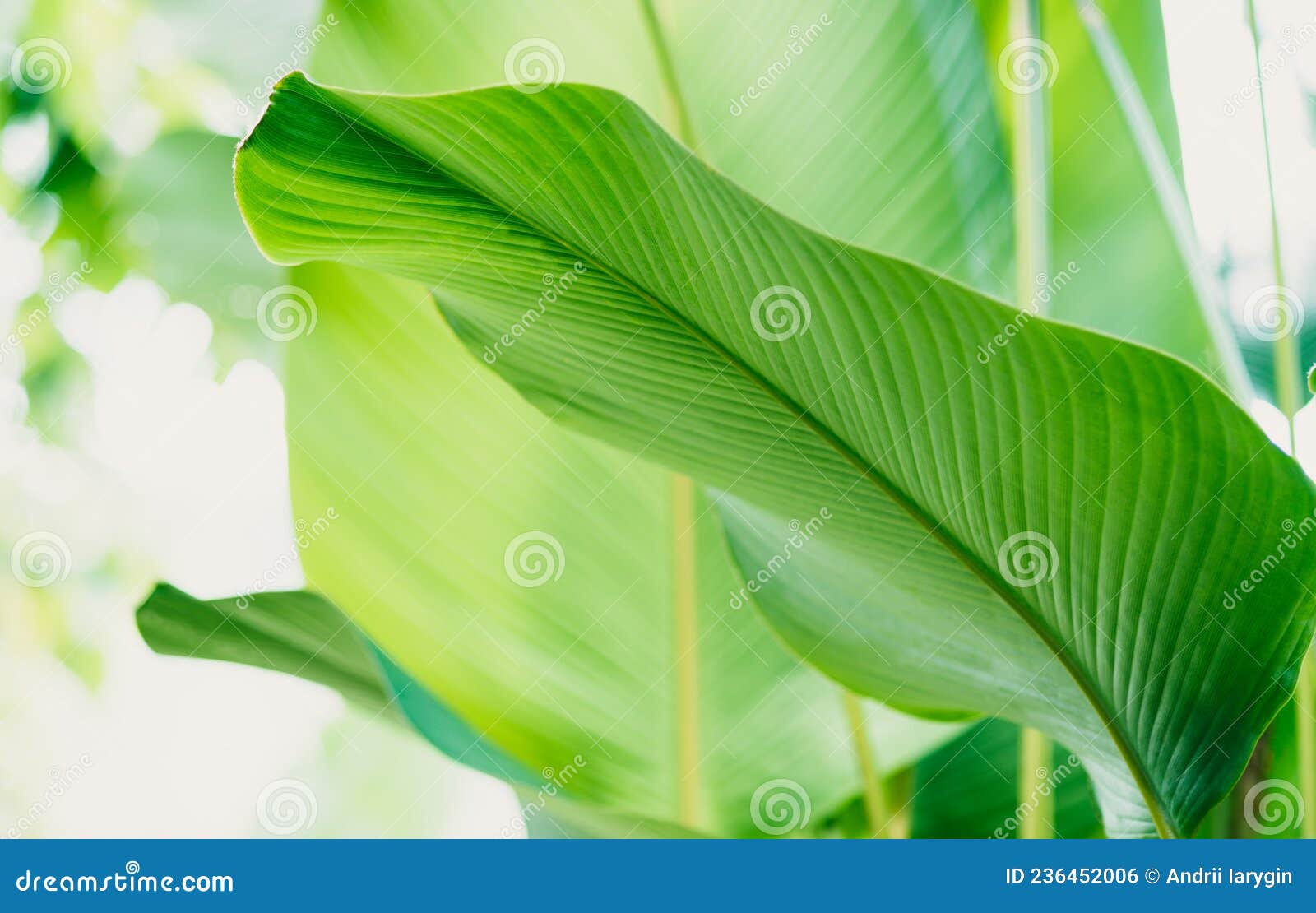 Green tropic leaf jungle stock photo. Image of wallpaper 236452006
