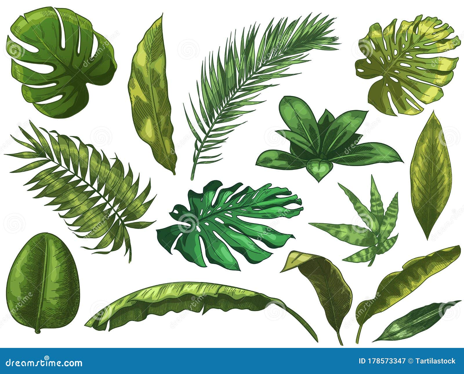 Green Tropical Leaves. Hand Drawn Rainforest Nature Leaf, Color