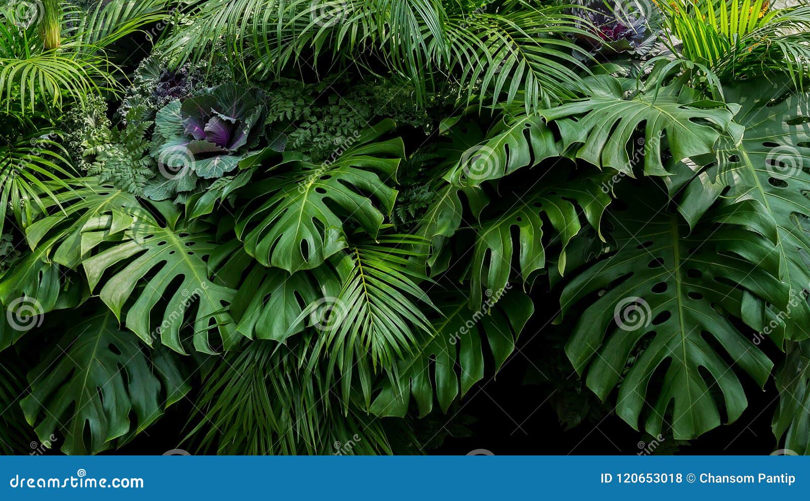 green tropical leaves of monstera, fern, and palm fronds the rainforest foliage plant bush floral arrangement on dark