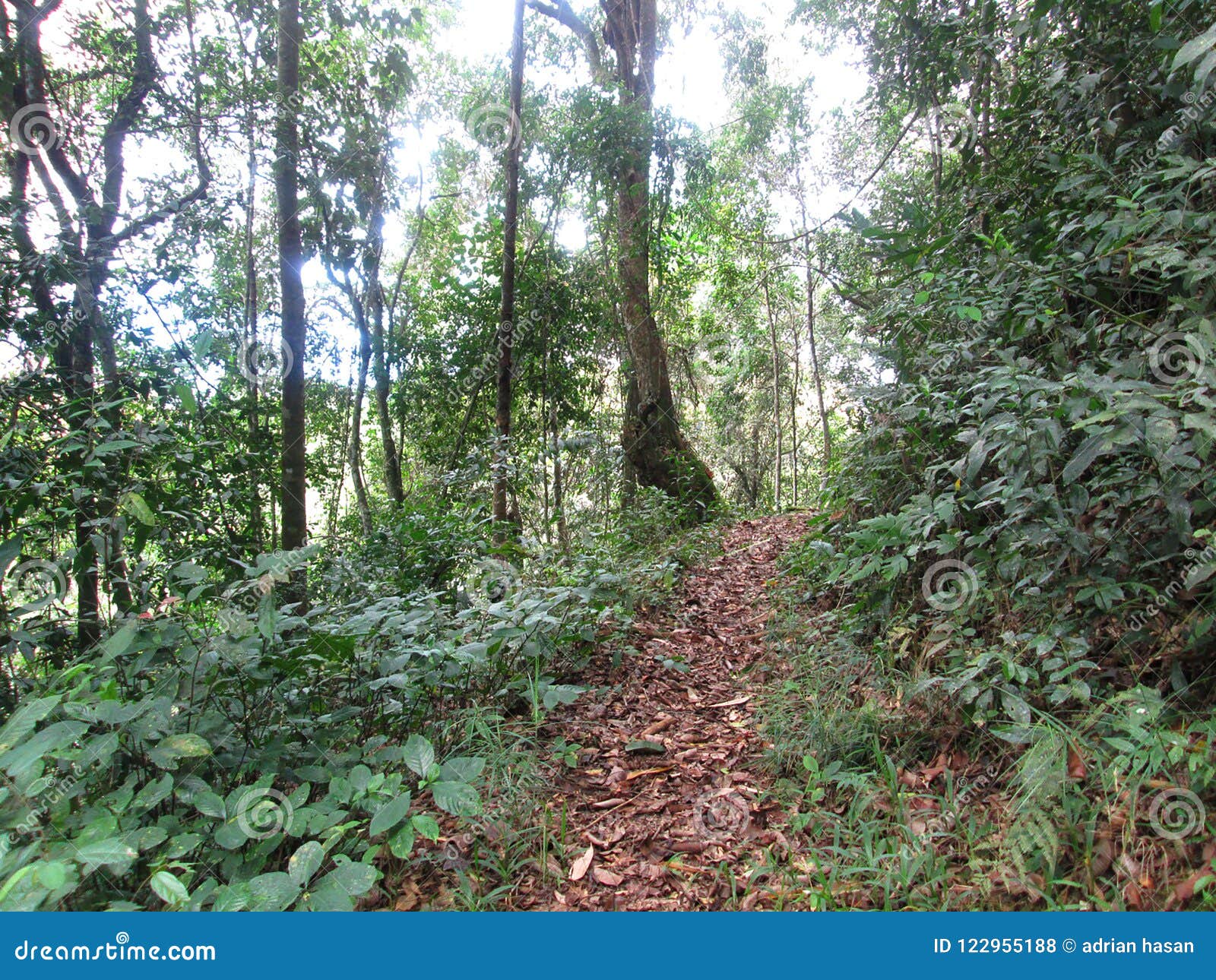 Green Tropical Rainforest Background Stock Photo Image of tropical