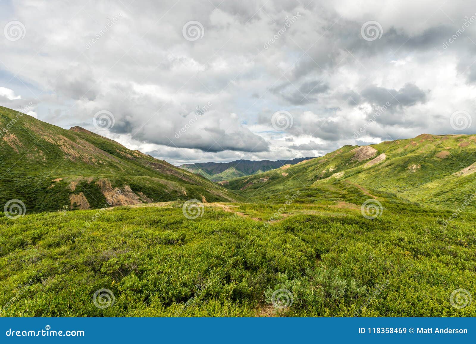 the vast green tundra scene found in alaska`s denali national park