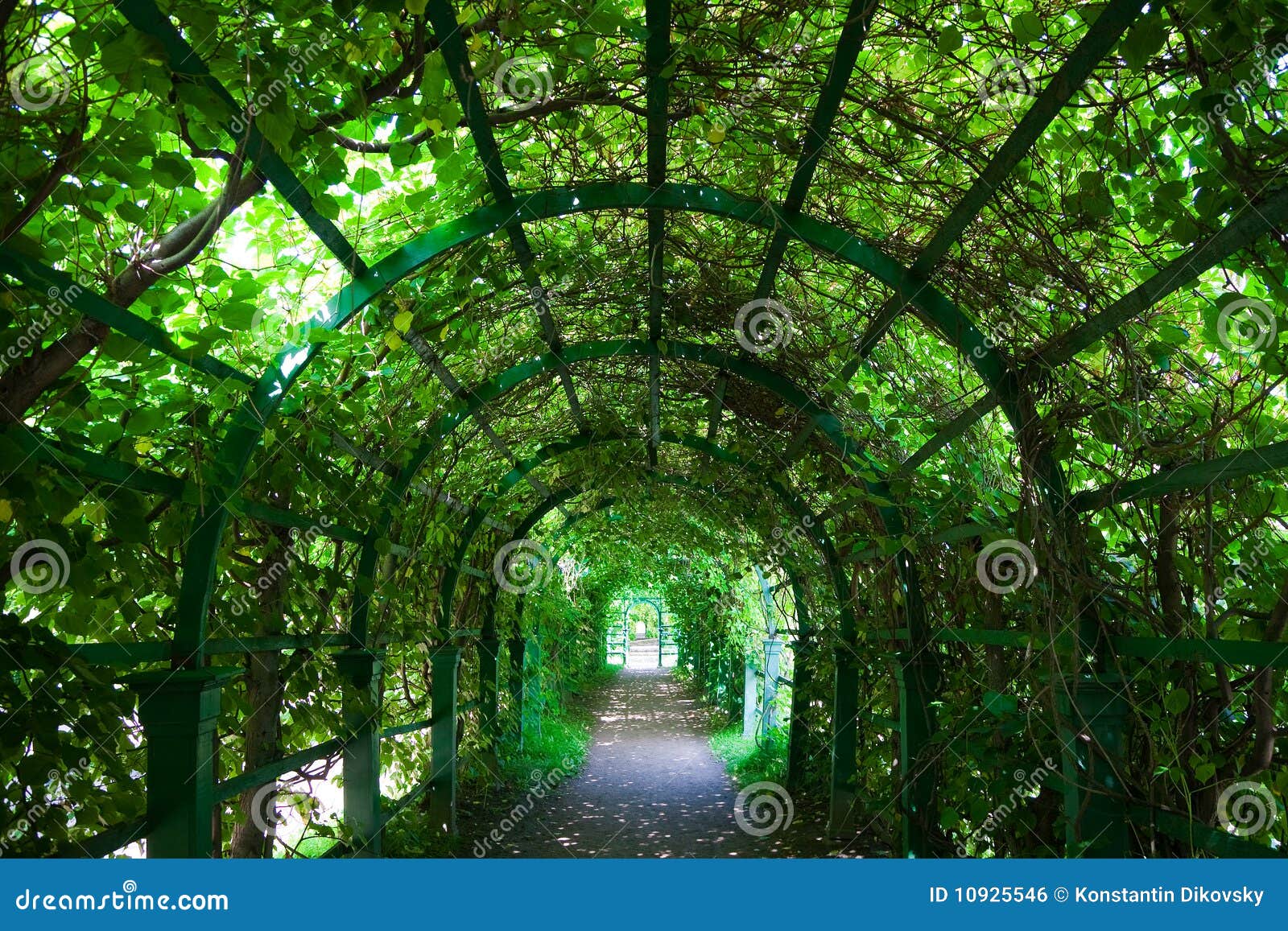 Green tunnel stock photo. Image of garden, outside, peaceful 10925546