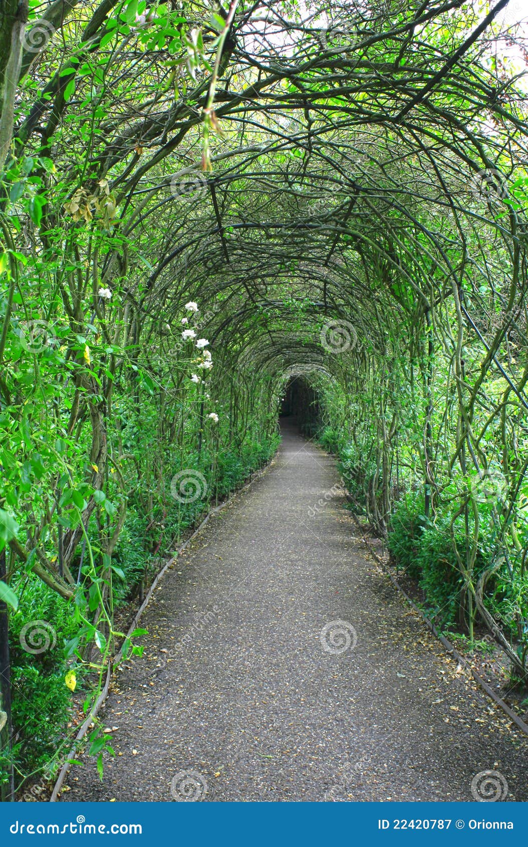 Green tunnel stock image. Image of curiosity, bush, rose 22420787