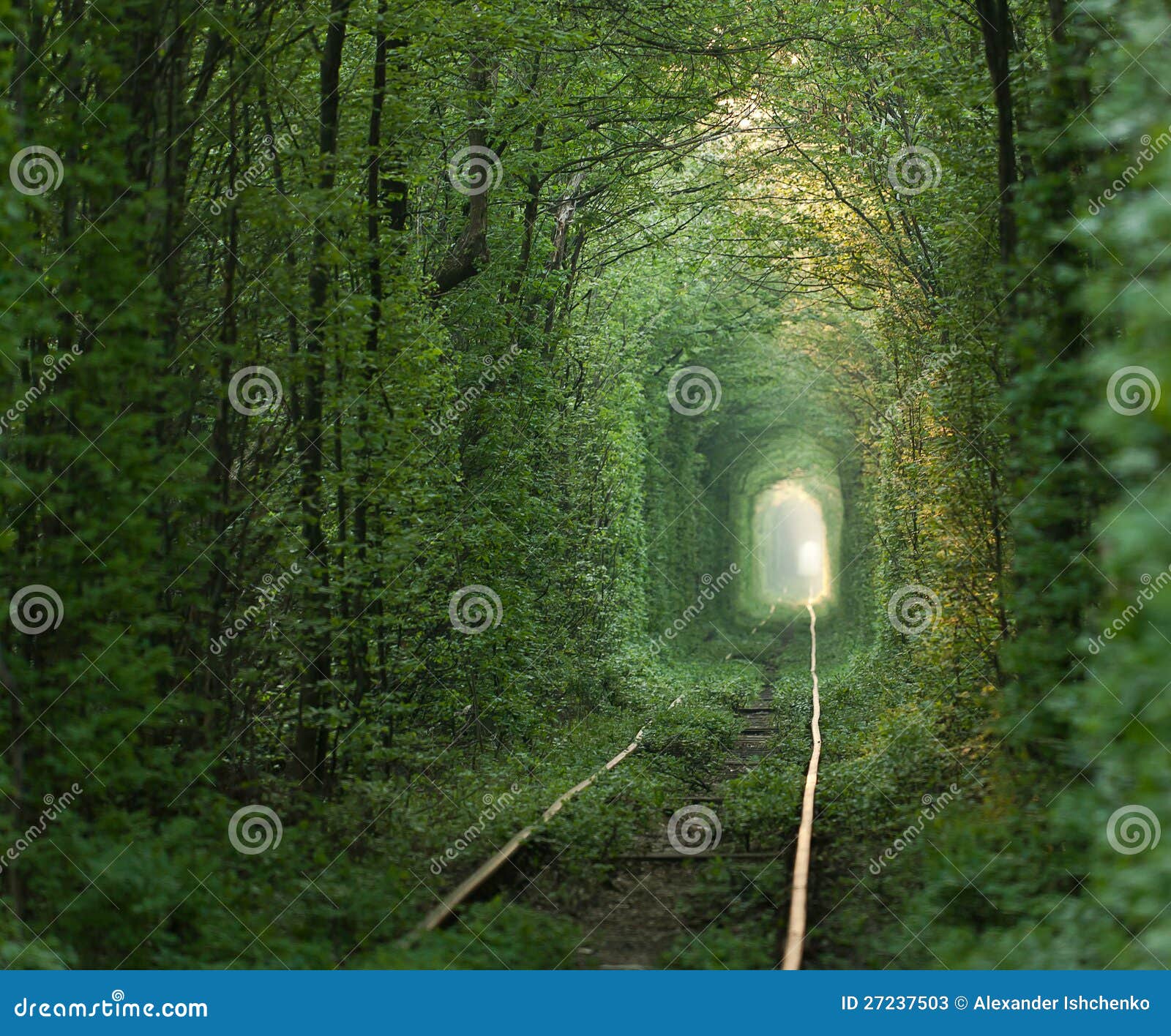 Green tunnel. stock image. Image of forest, natural, passage 27237503