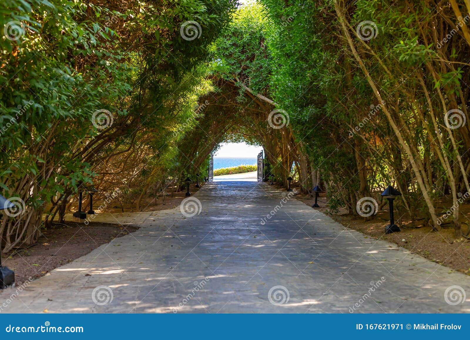 At The End Of The Hidden Greenery The Green Tunnel and the Light at the End of it. Lush Greenery Creating