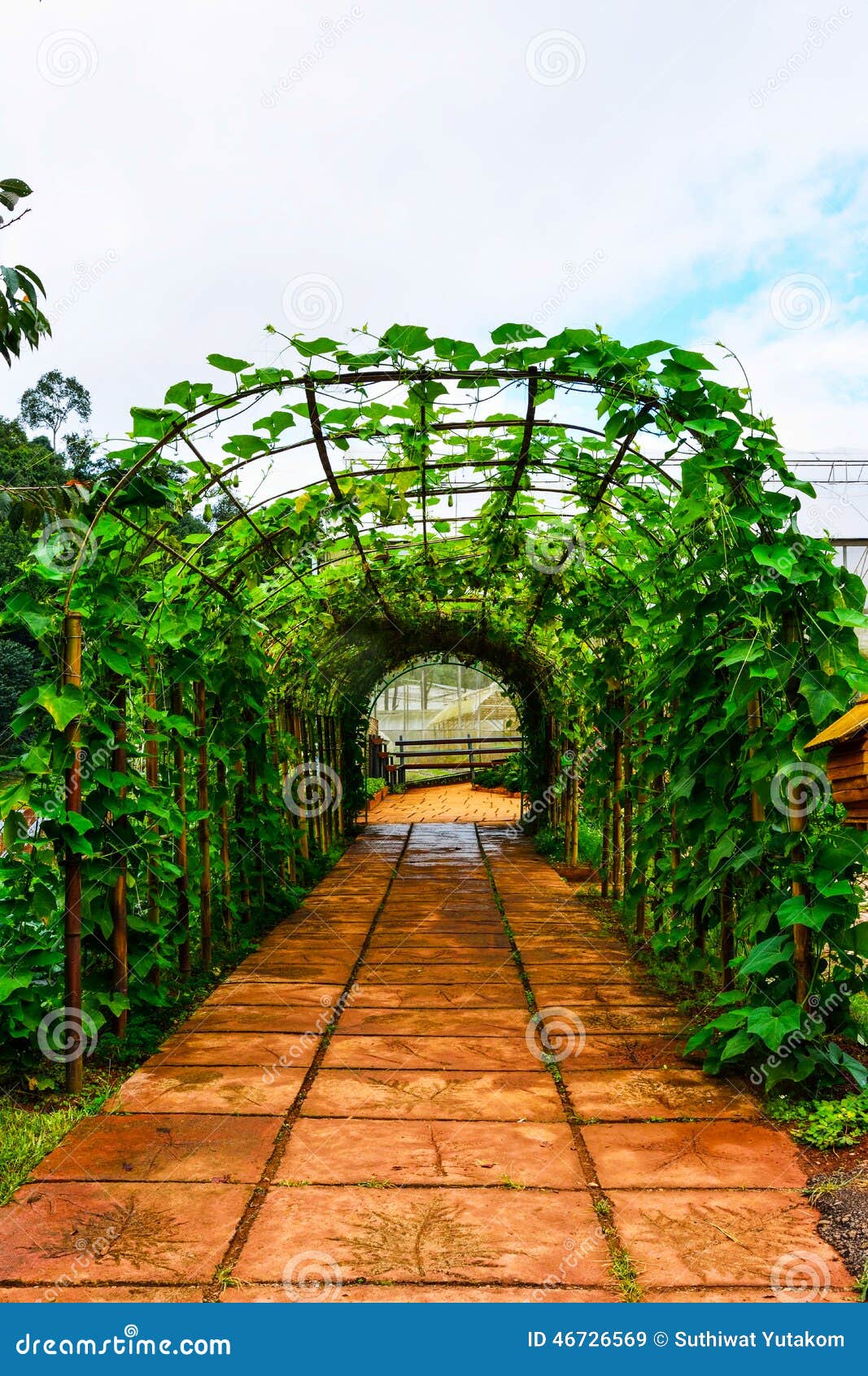 Green Tunnel Made from with Plants Stock Image Image of beautiful