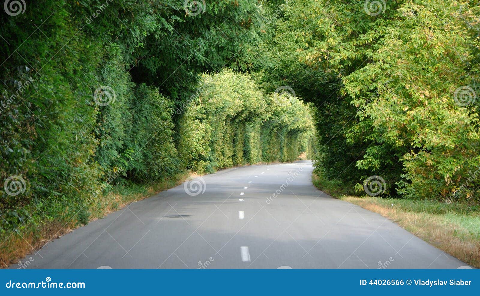 Green Tunnel in the Trees Above Road Stock Photo Image of gate