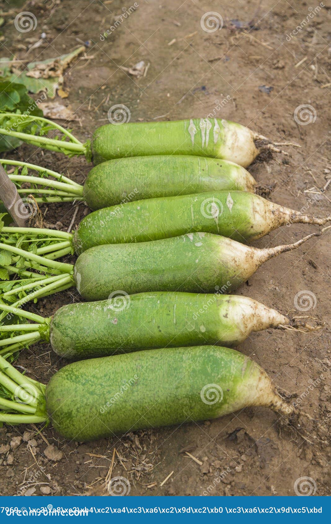 The Green Turnips in the Vegetable Patch Stock Image Image of turnips