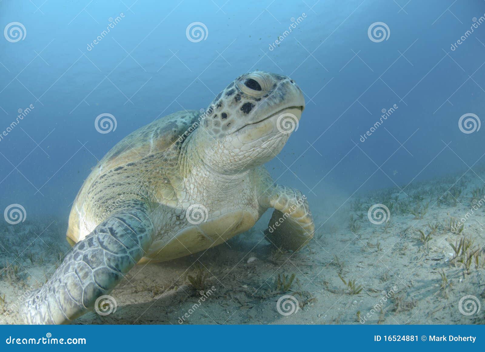 green turtle on a bed of seagrass.