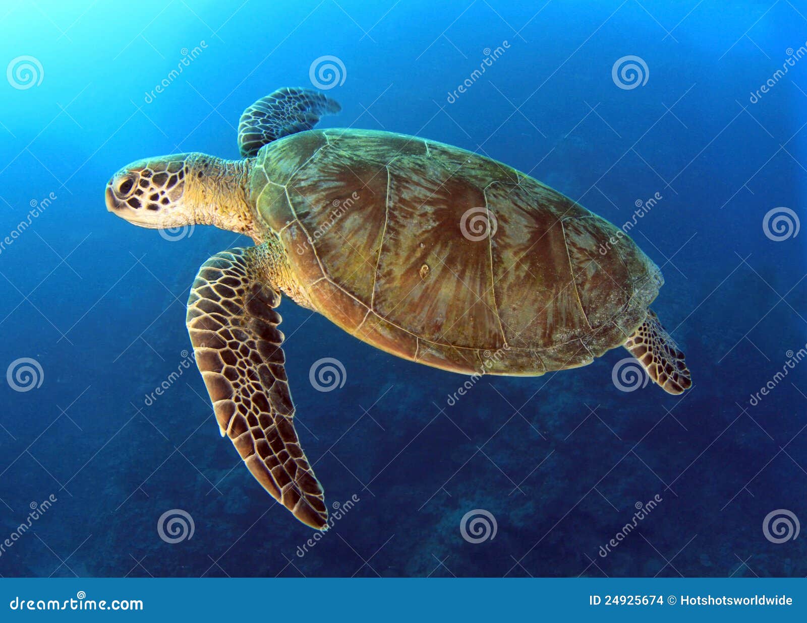 green turtle,great barrier reef,cairns,australia