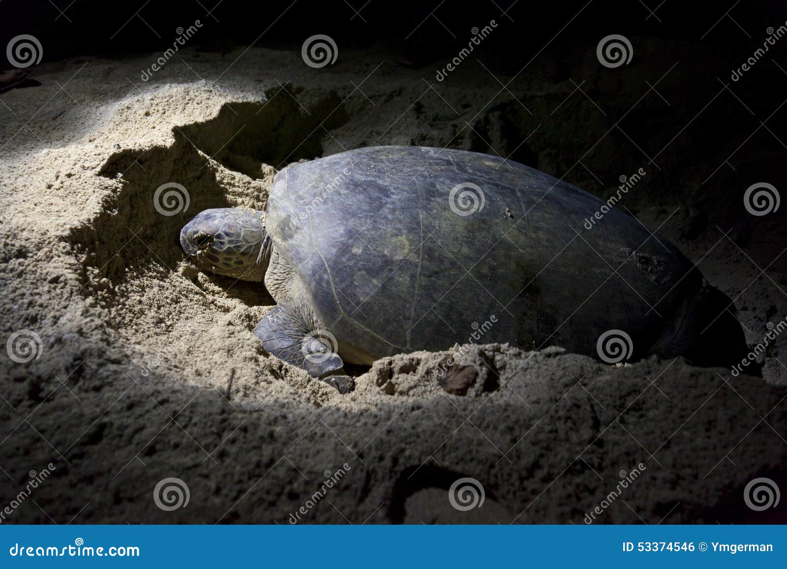 Green Turtle Laying Eggs on Beach at Night Stock Photo Image of
