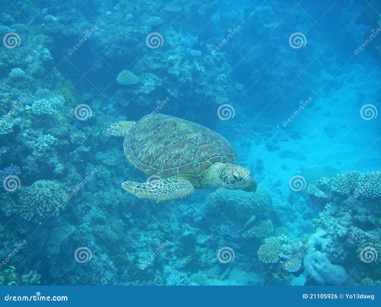 Green Turtle Swimming in the Great Barrier Reef Stock Photo Image of turtles, snorkel 21105926