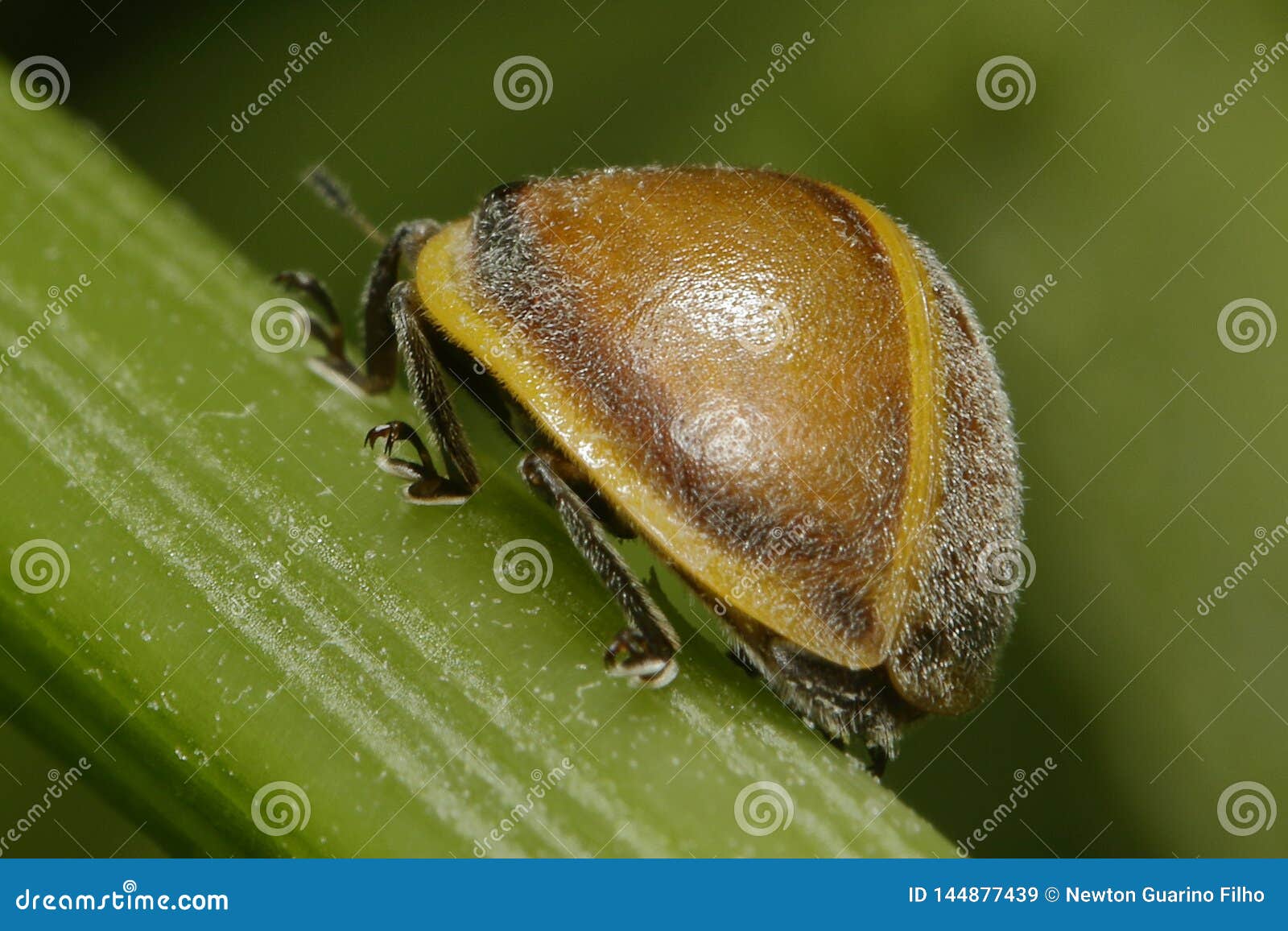 Green Twig With Black And Yellow Beetle Stock Image Image Of