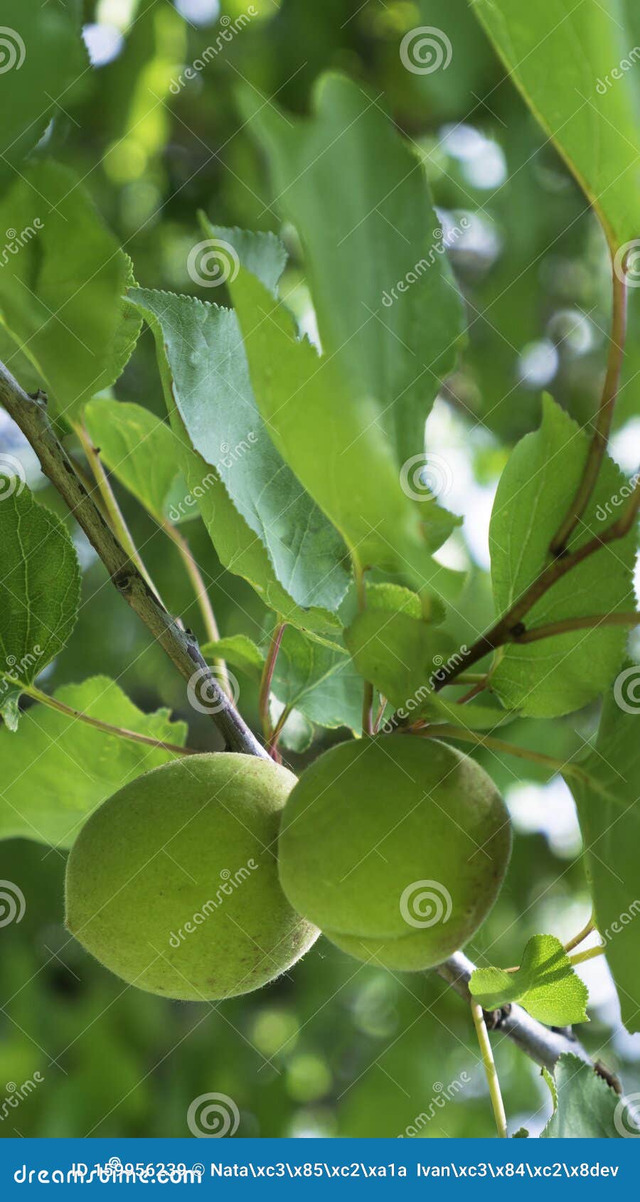 Green Unripe Apricots on a Tree Branch Stock Image Image of