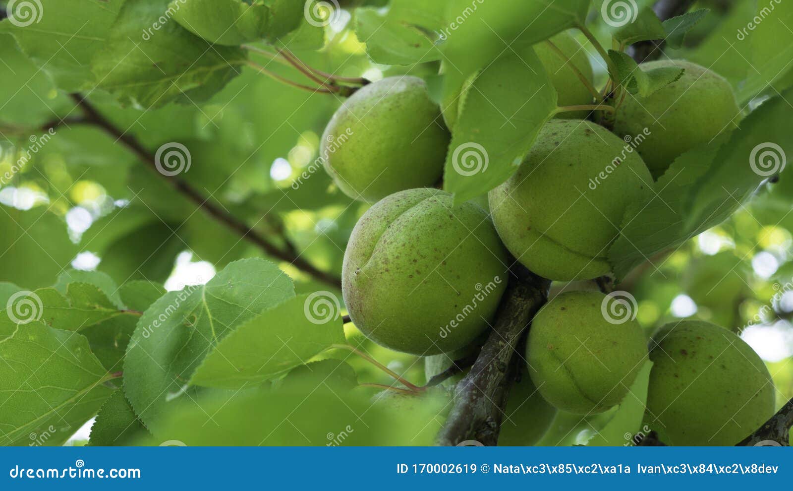 Green Unripe Apricots on a Tree Branch Stock Image Image of botany