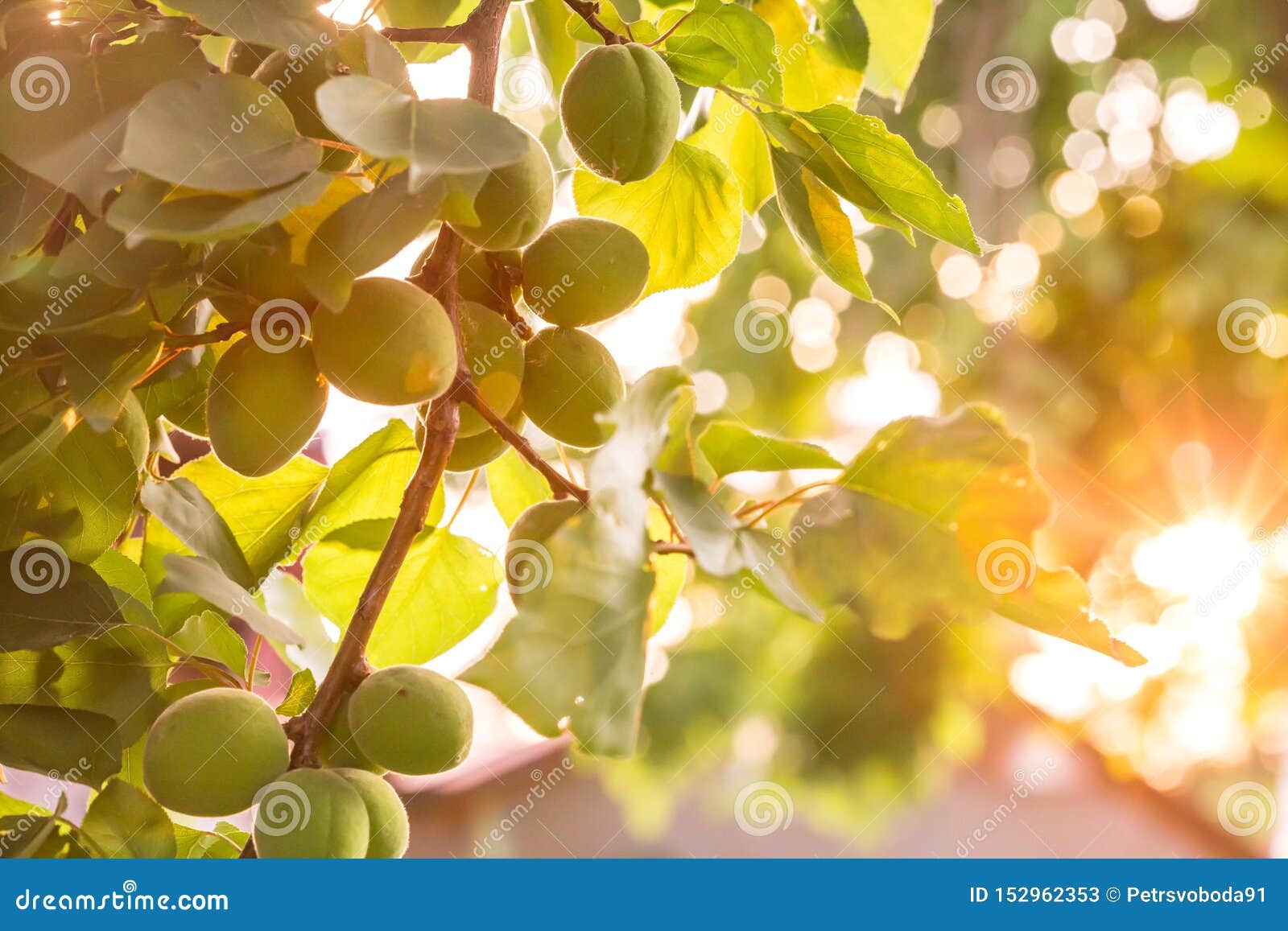 Green Unripe Apricots on a Tree Branch in the Garden. Maturing Apricots