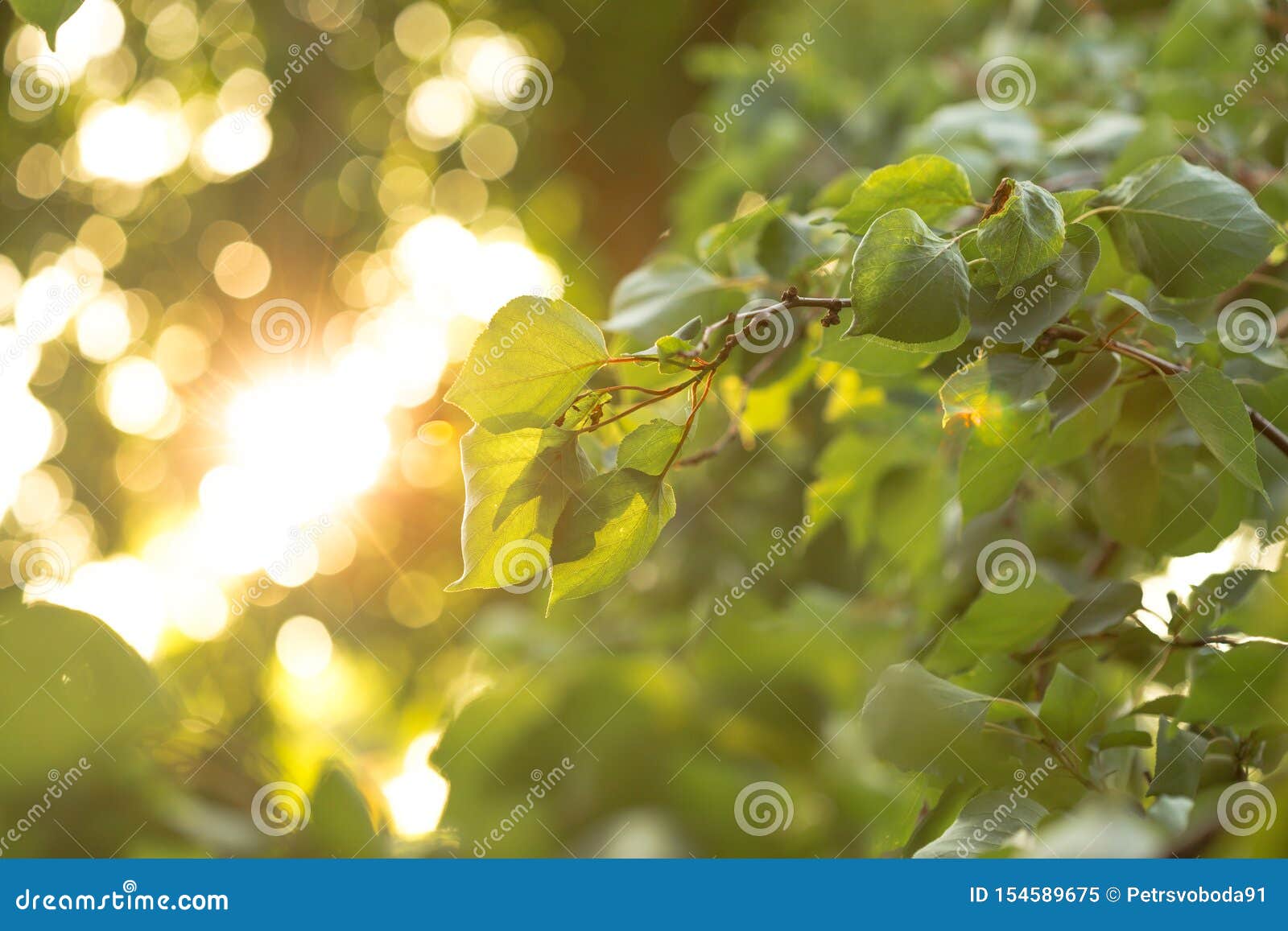 Green Unripe Apricots on a Tree Branch in the Garden. Maturing Apricots