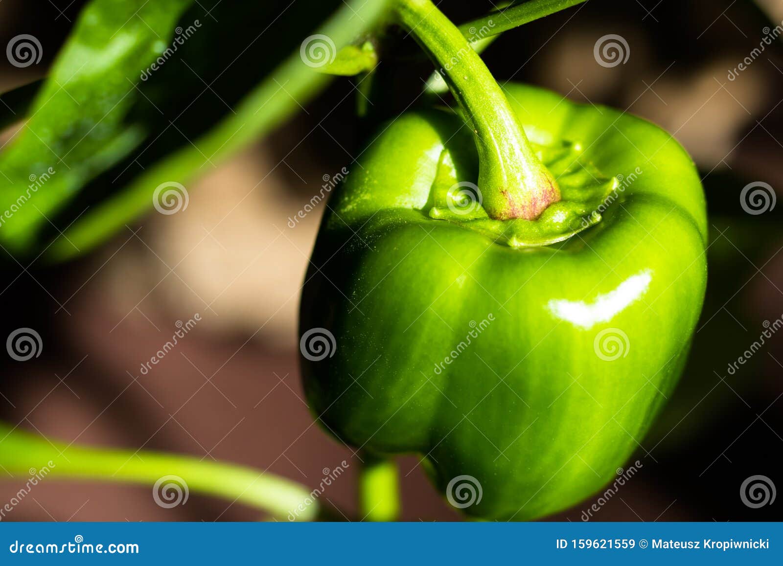 Green Unripe Bell Pepper Fruit Capsicum Annuum Growing on Pepper Plant Stock Image Image of