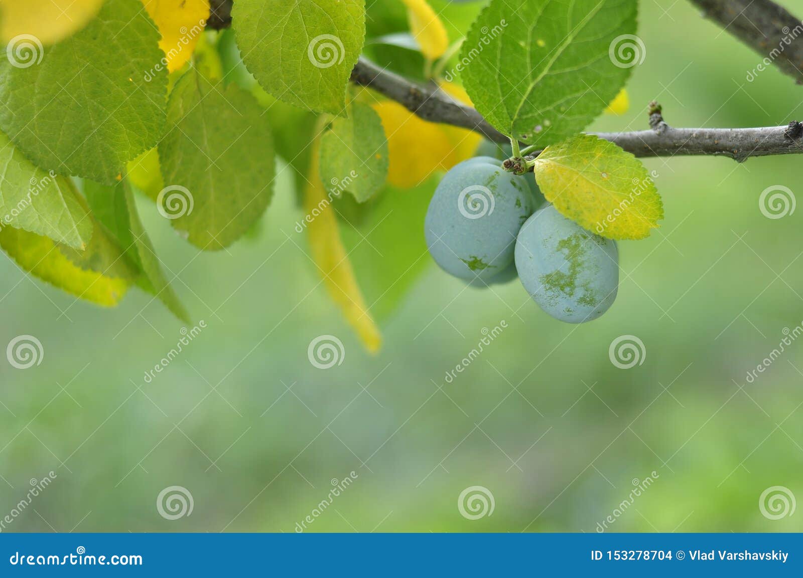 Green Unripe Plums on the Tree for Home Use Stock Photo Image of