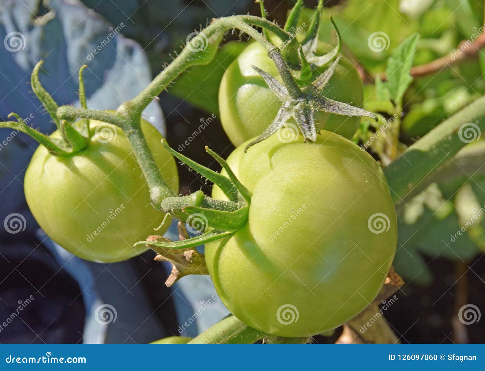 Green Unripe Tomatoes on the Vine Stock Photo Image of natural, vine
