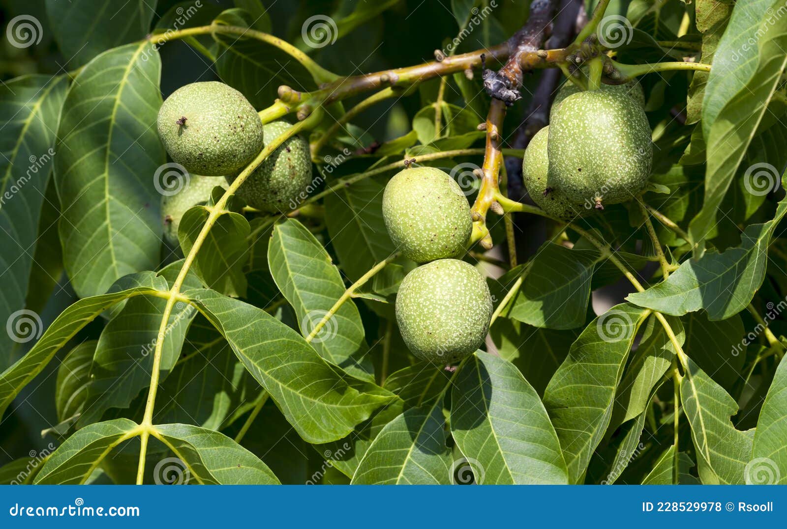 Green Unripe Walnuts in the Summer Stock Photo Image of nuts