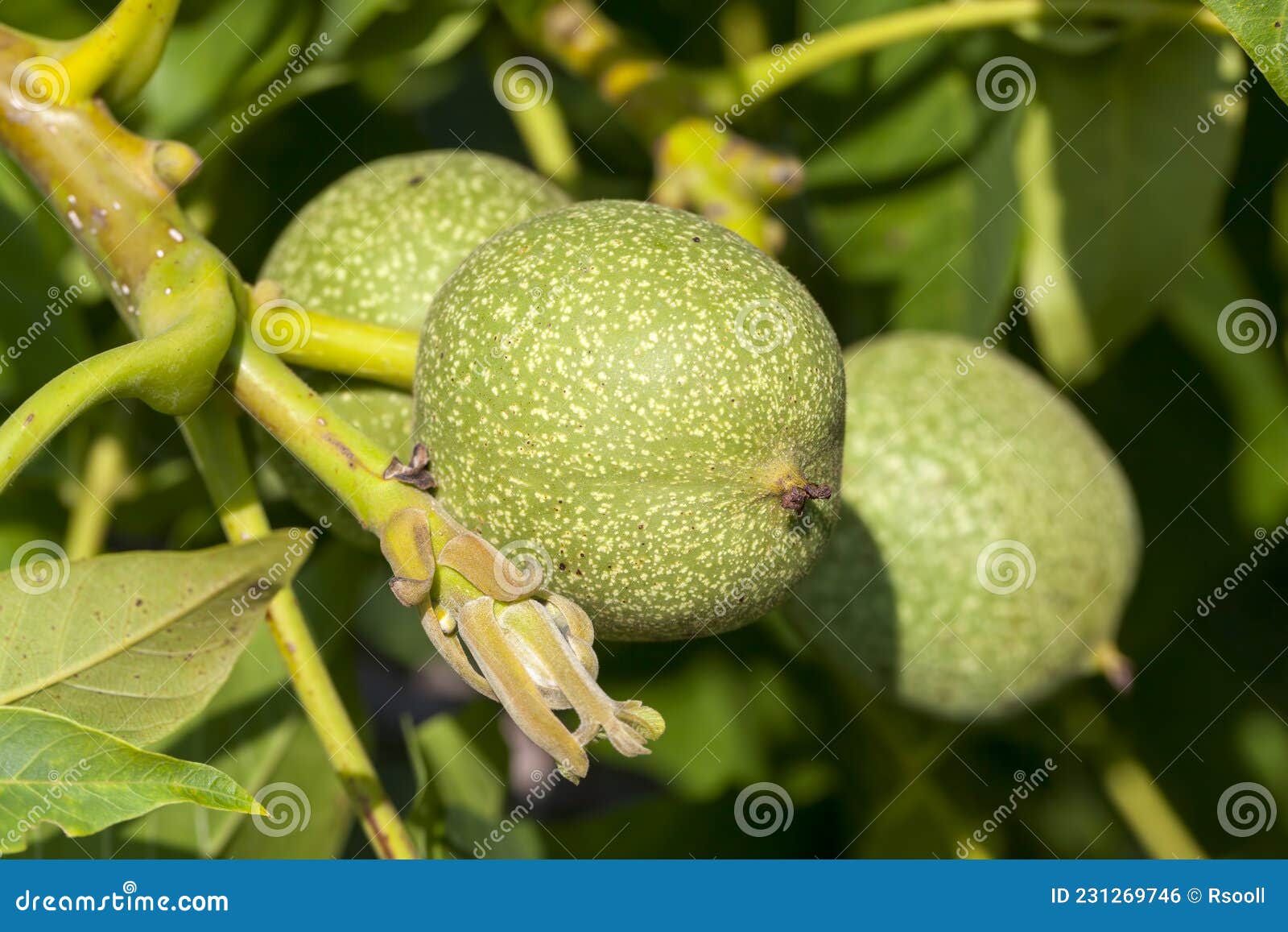 Green Unripe Walnuts in the Summer Stock Photo Image of natural