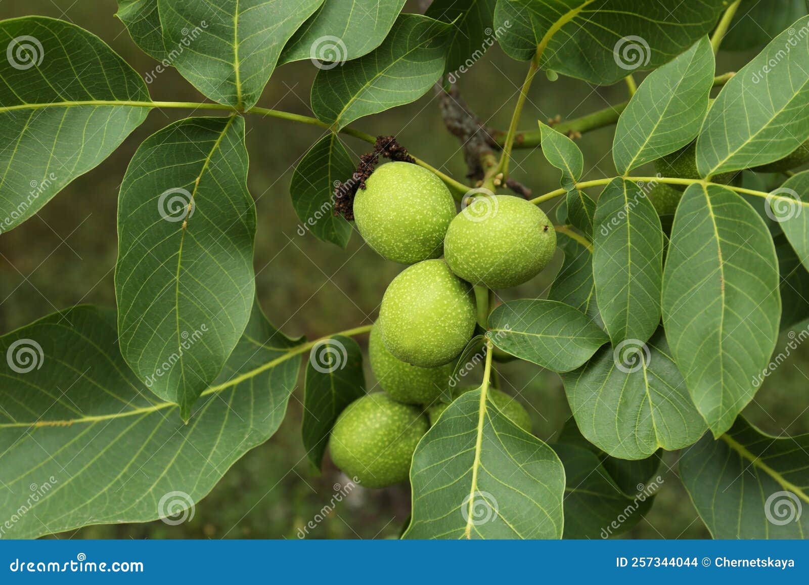 Green Unripe Walnuts on Tree Branch, Closeup Stock Photo Image of